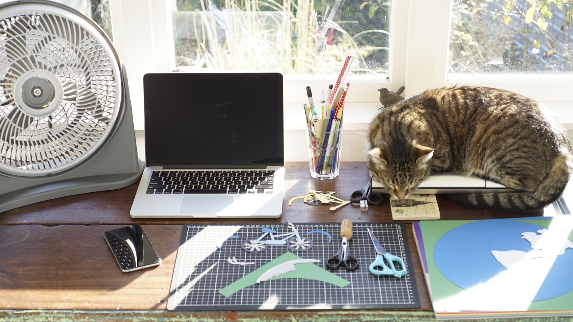 A cat curled up next to a laptop at a desk against a window