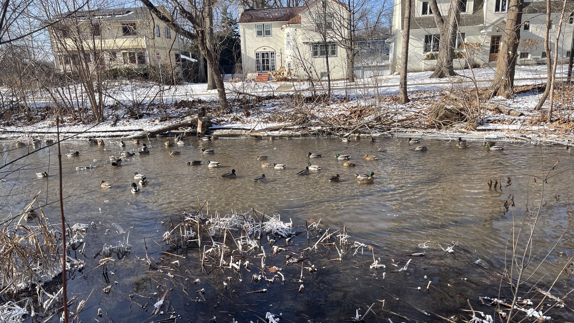 A picture of Ducks floating in a stream with snow in the background