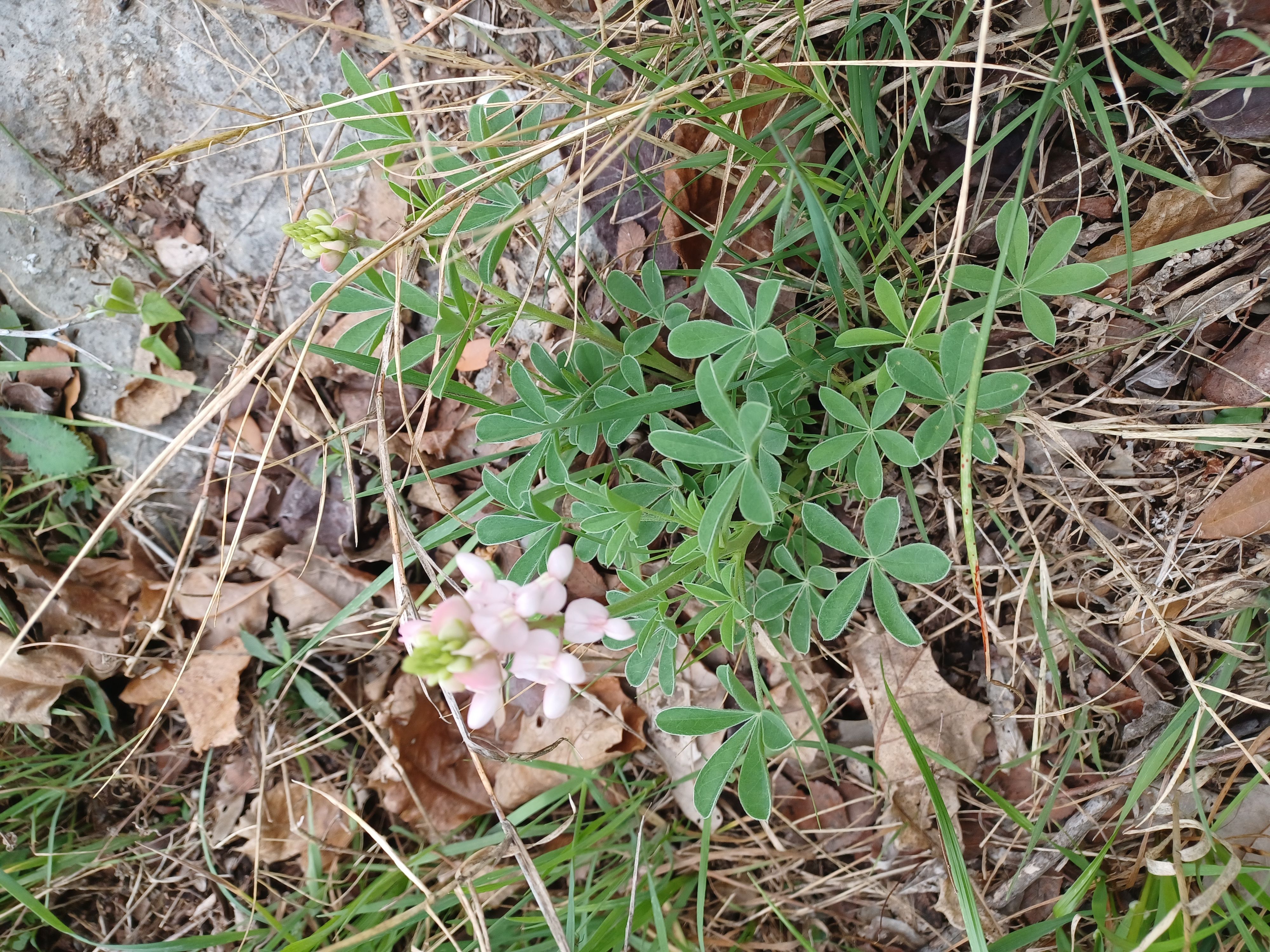 Low-growing plant with palmate 5–7 leaflets, gray-green; a cluster of pale pink, pea-like flowers at the stem tip among dried grass and fallen leaves.