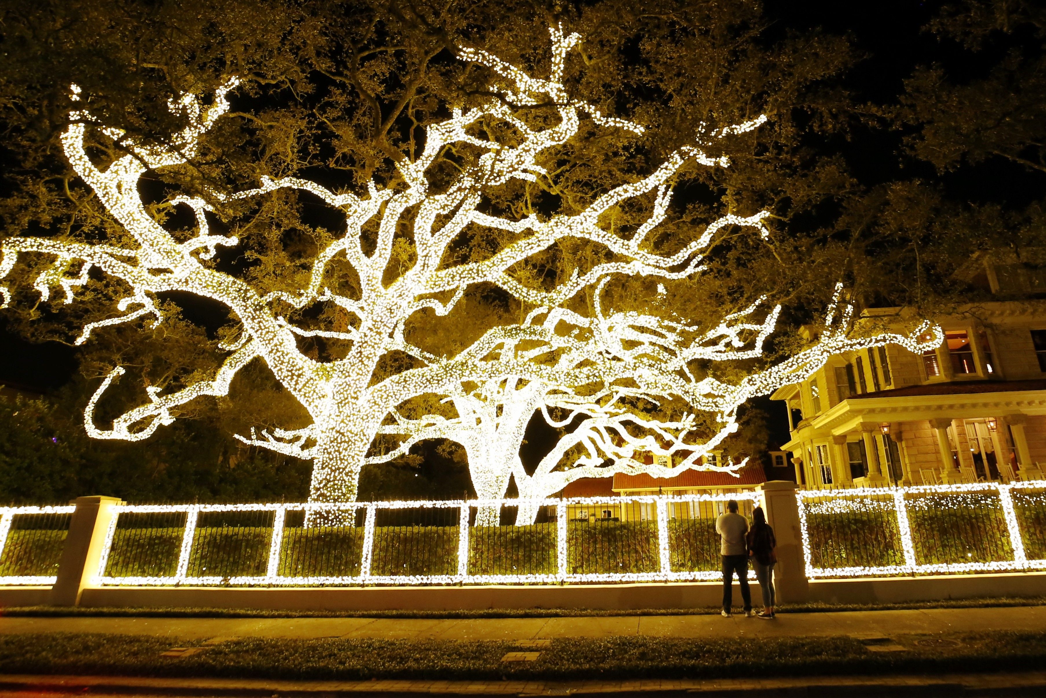 Photo shows a live oak covered in white lights.