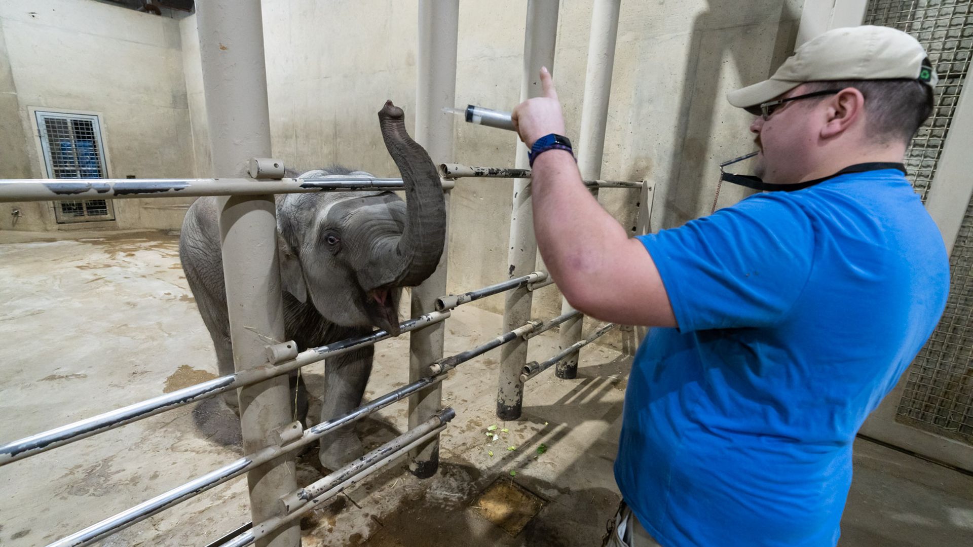 A zookeeper holds a syringe of saline near Frankie, an Asian elephant calf, as he lifts his trunk