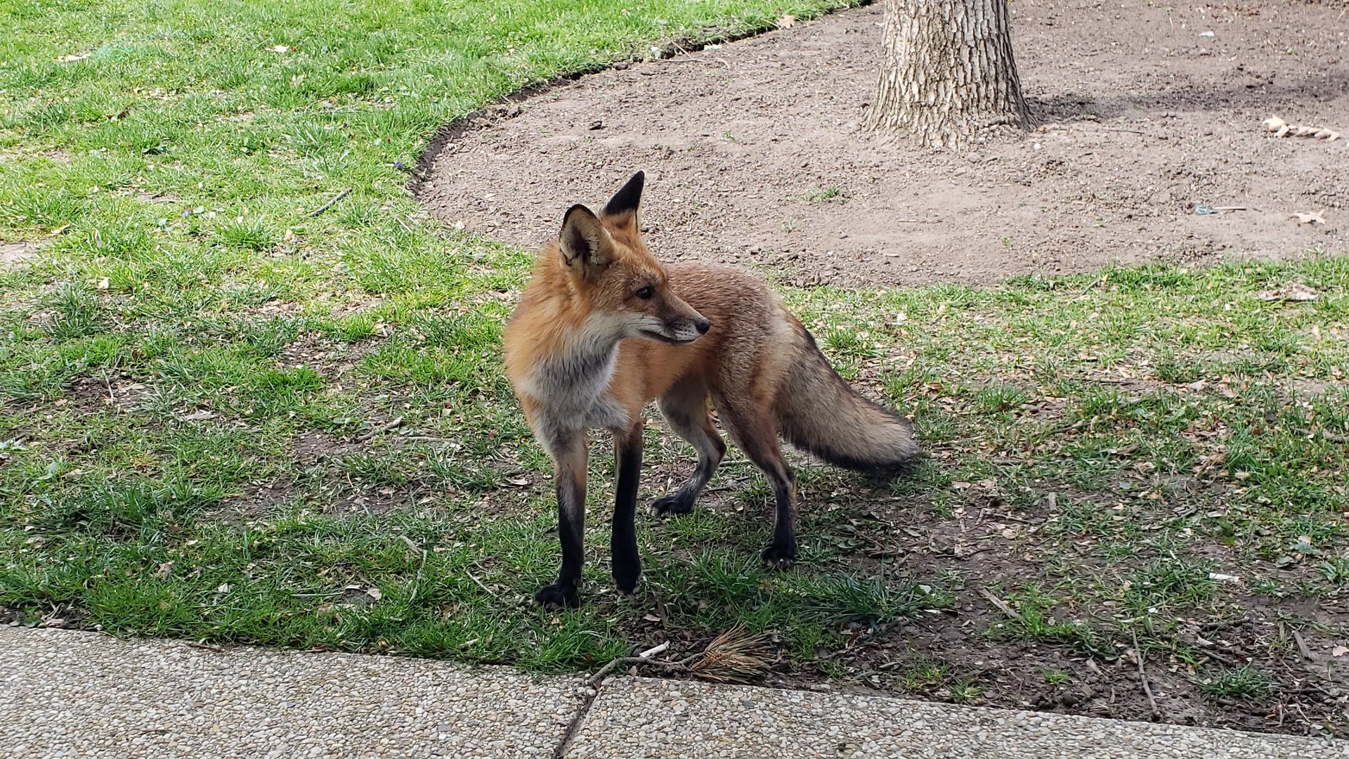 A red fox near the Capitol.
