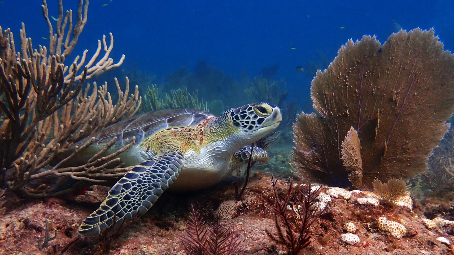 At Alligator reed in the Florida Keys, an injured sea turtle swims near different types of coral including a small patch of transplanted elkhorn coral that is bleached along with soft corals, called sea rod, left, and sea fan, on the right. 
