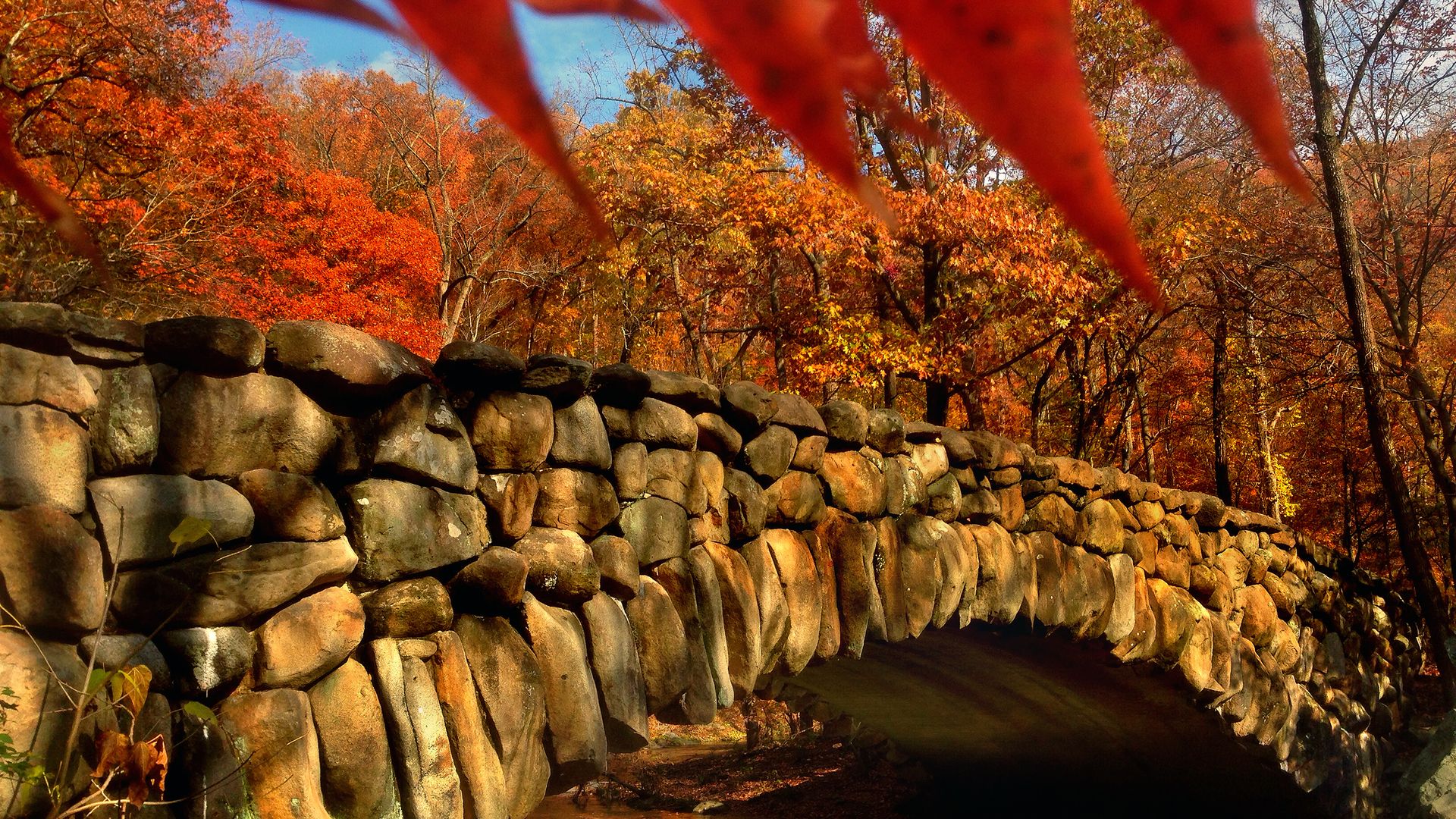 Fall foliage in Rock Creek Park.