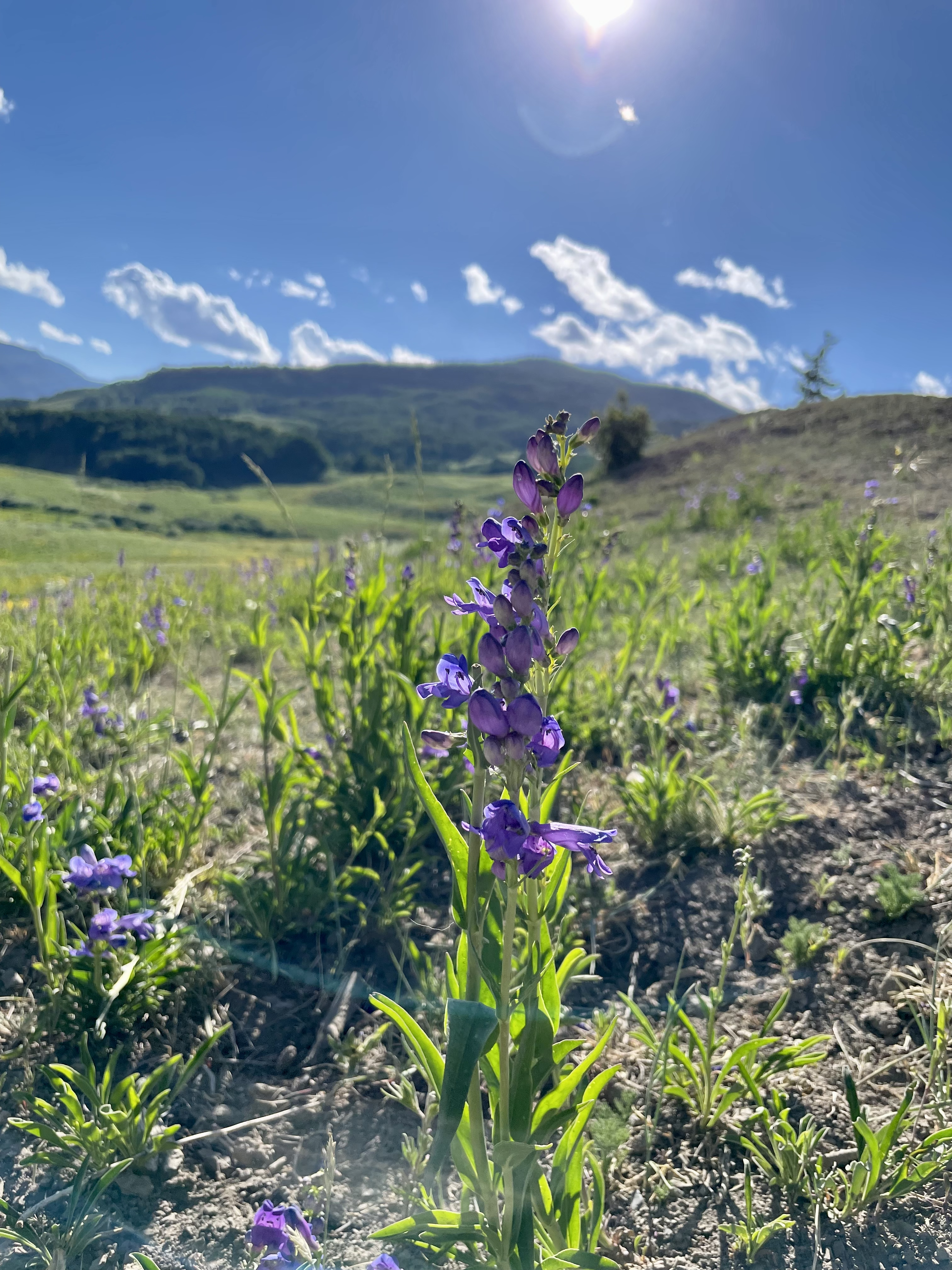 Wildflowers in Colorado - 7.233 - Extension