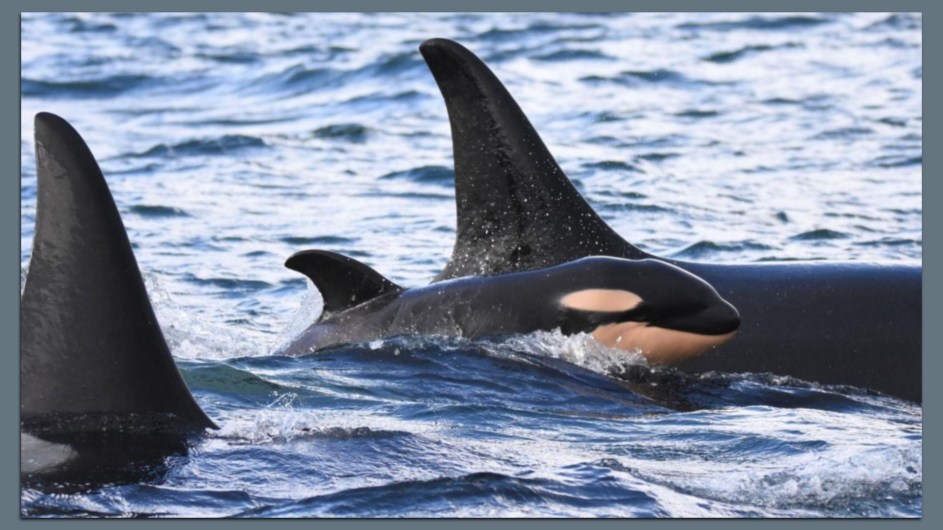 Close-up of orcas swimming in blue ocean water, showing black dorsal fins and one orca's face with white markings above water.