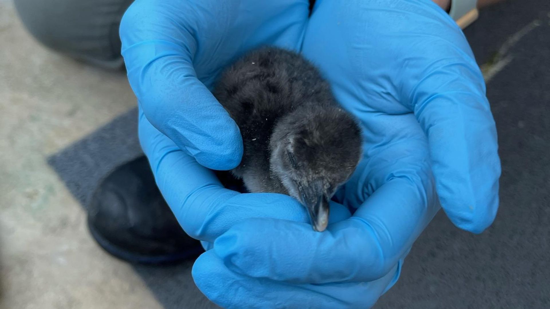 Photo shows two gloved hands holding a penguin chick 