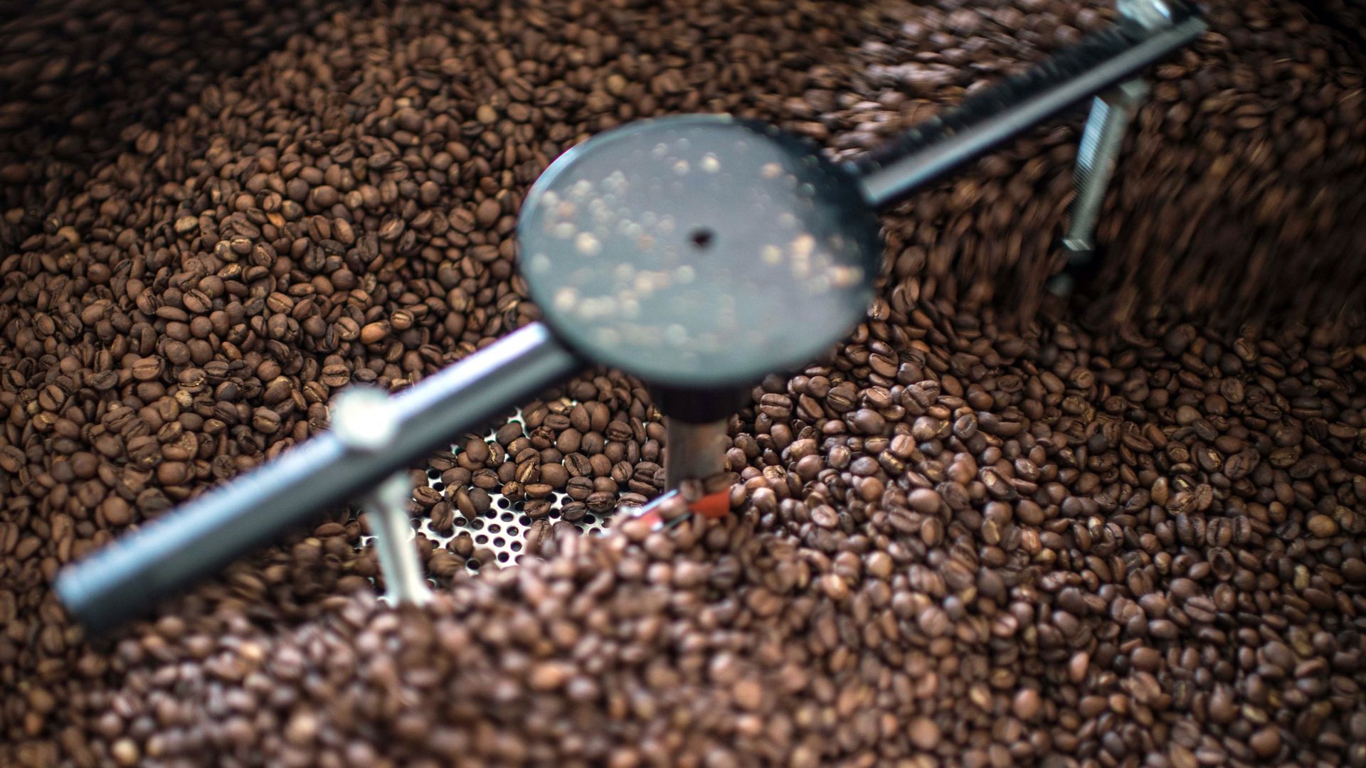 In this image, coffee beans are turned over in a larger container