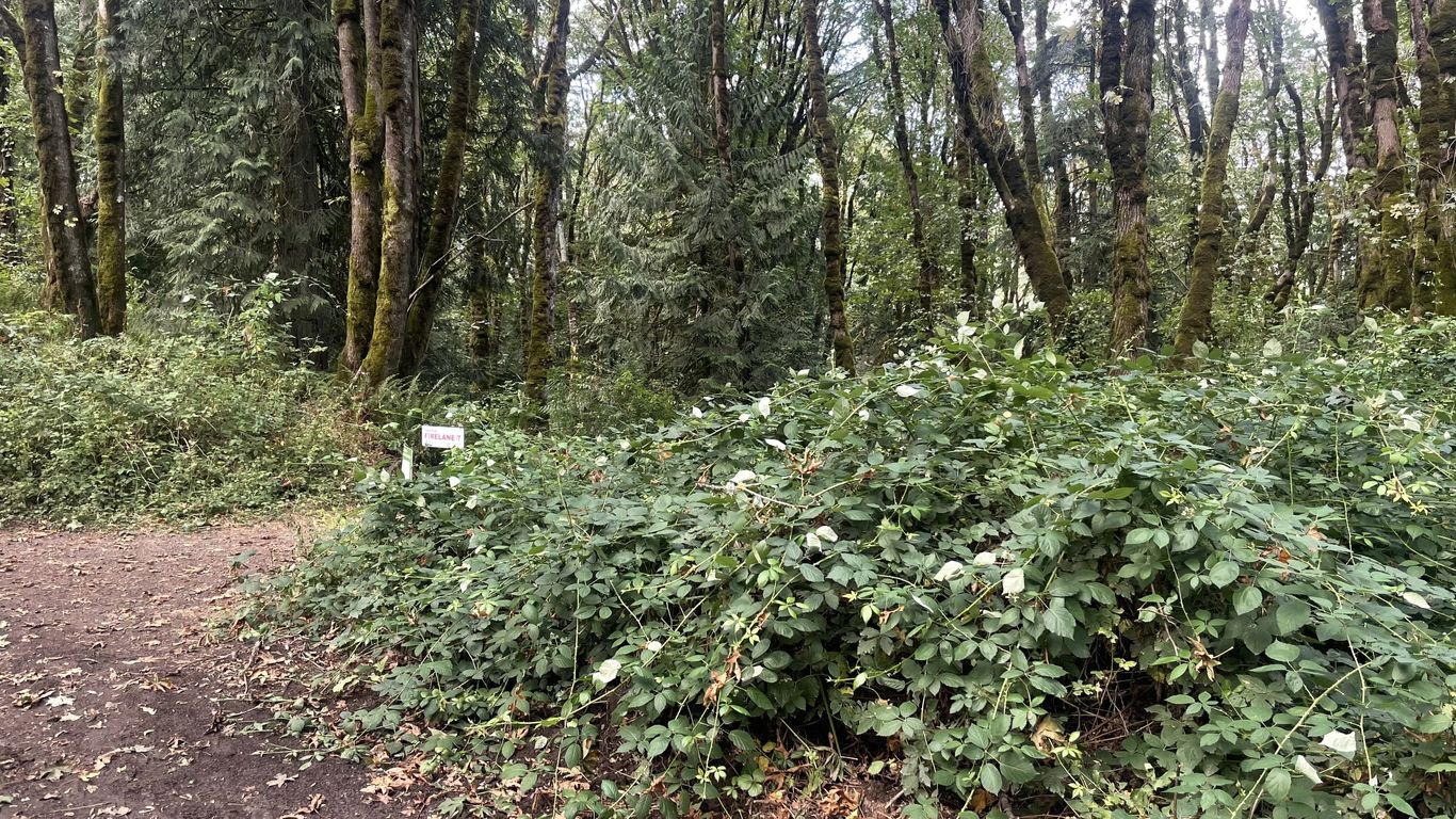 Oregon Invasive Trees How much invasive species like Himalayan blackberries cost Oregon ...