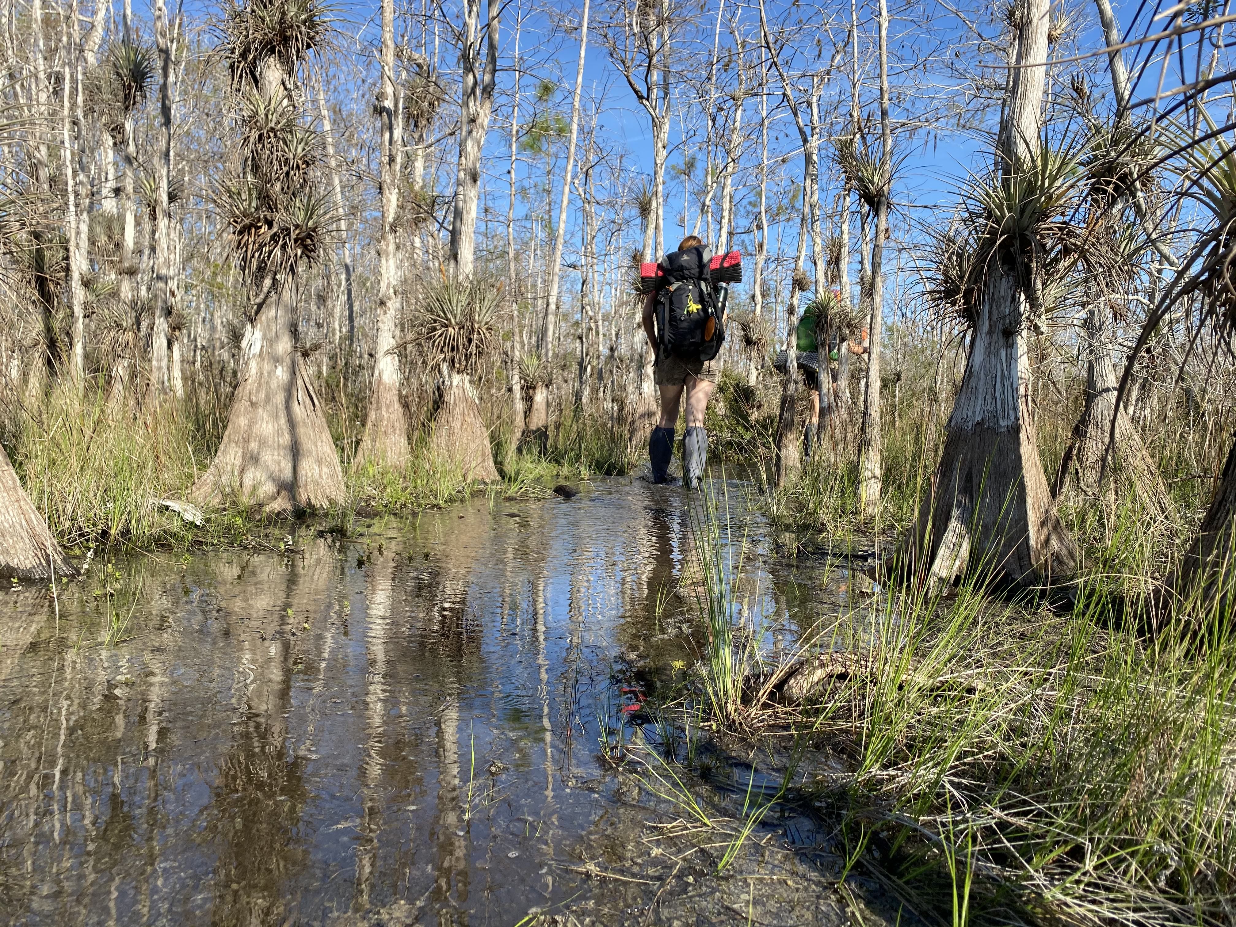 Hikers in the Big Cypress Swamp
