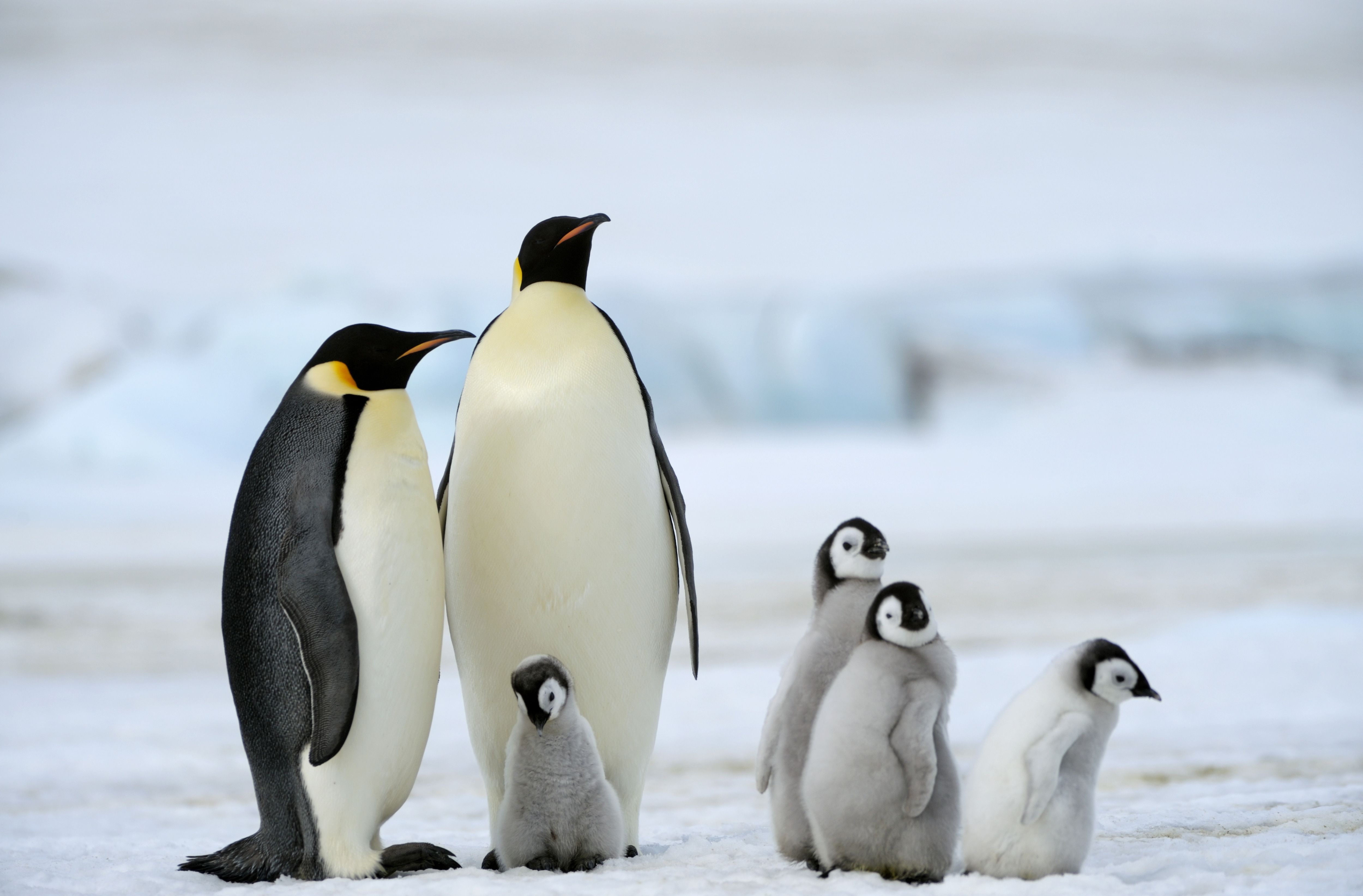 Emperor penguin colony sees 'catastrophic