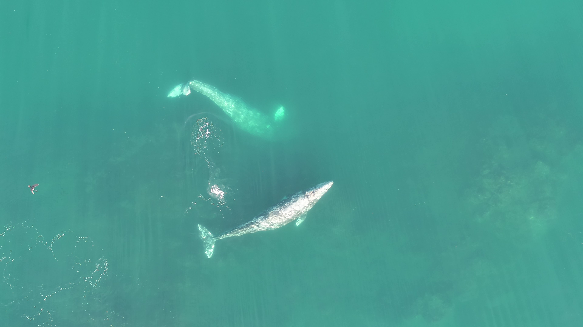 A drone photo of two whales doing a headstand on the ocean floor.