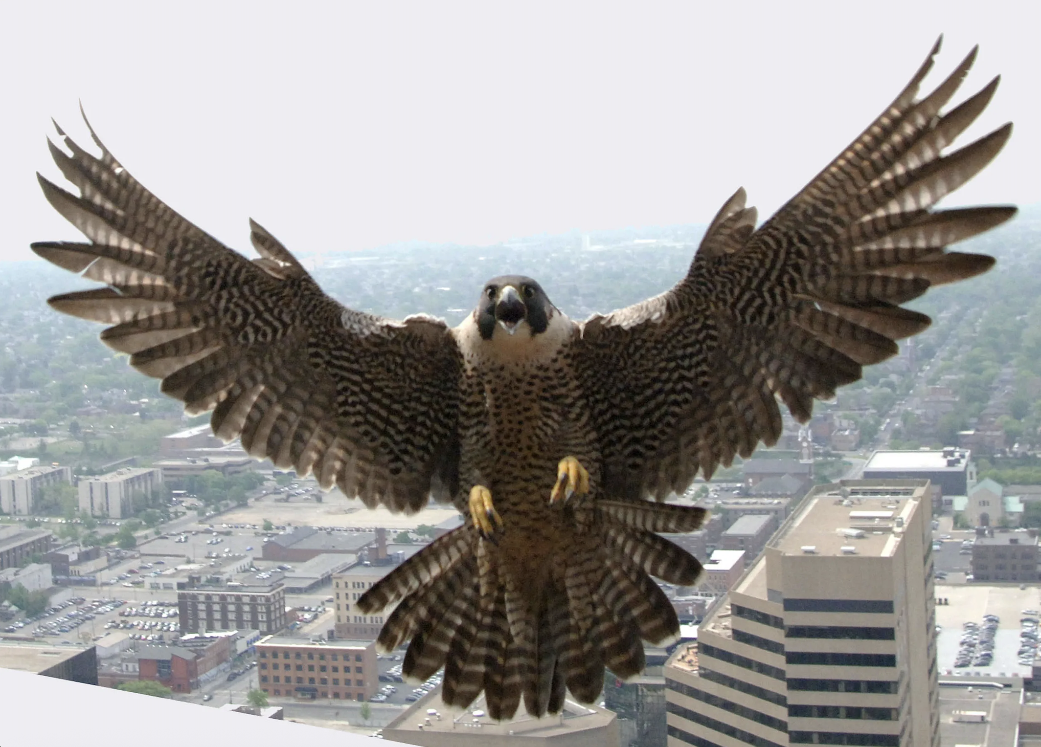 Peregrine falcon with wings spread wide in mid-flight, perched above a cityscape with tall buildings and houses below on a hazy day.