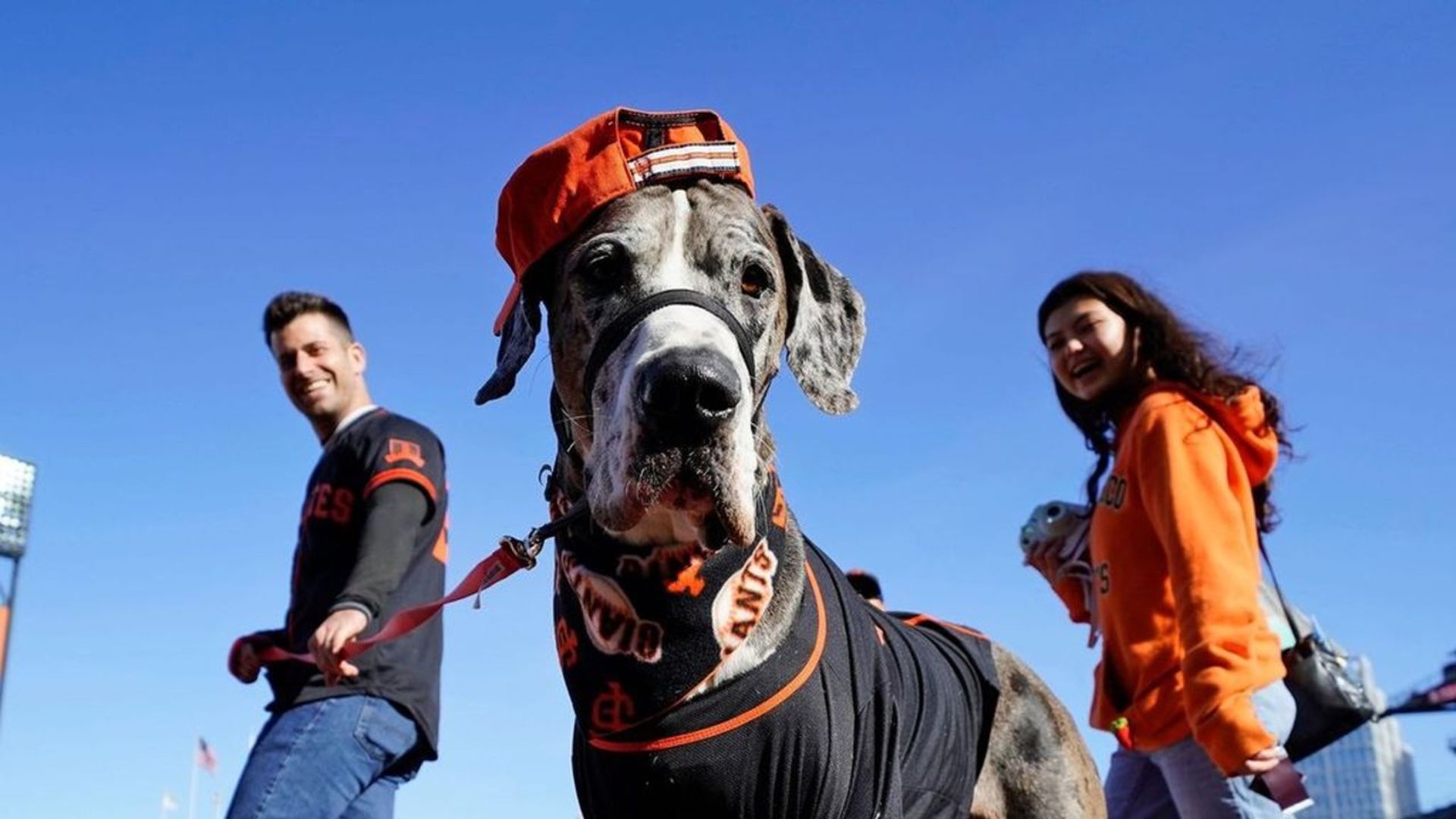 a doggy dressed in SF giants gear