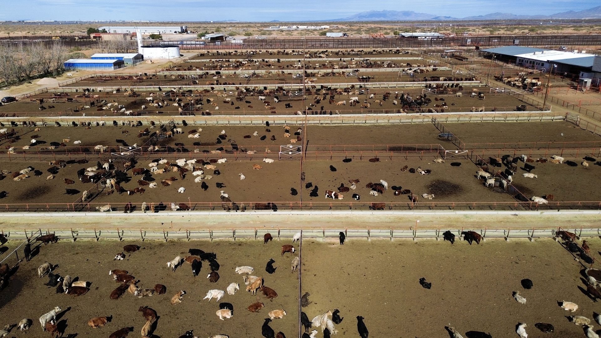 An aerial view of a series of large fenced-off areas full of cows. 
