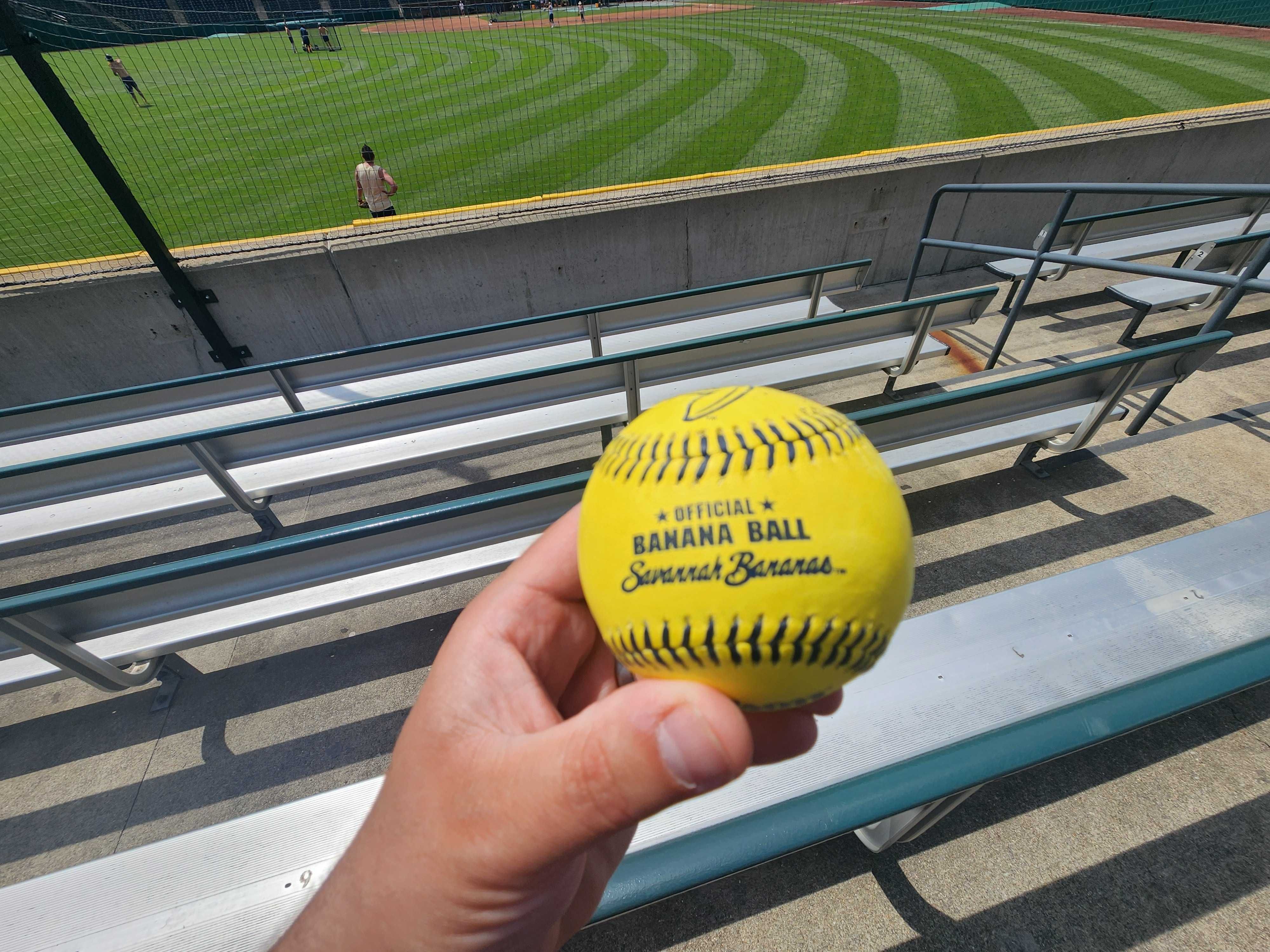 Holding a baseball in the bleachers reading "Official Banana Ball Savannah Bananas."