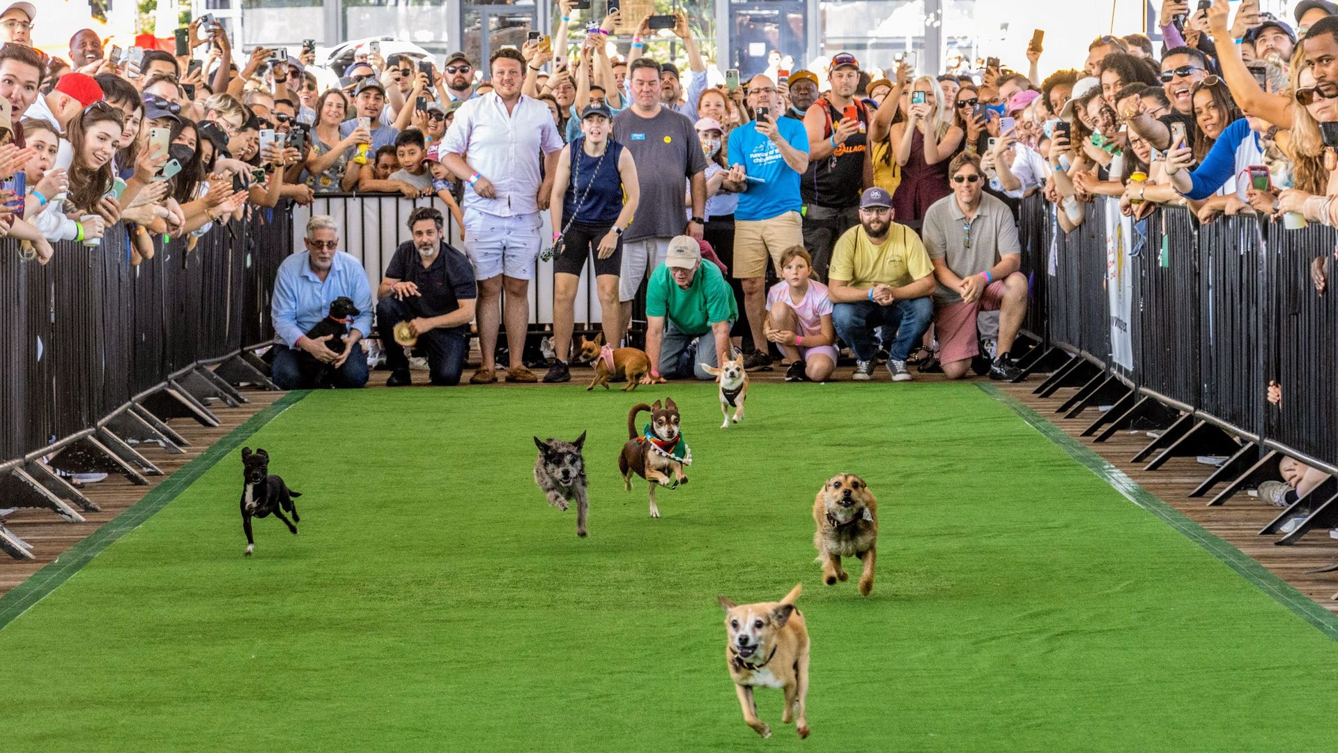 The Running of the Chihuahuas at the Wharf. Photograph courtesy of The Wharf, Washington DC