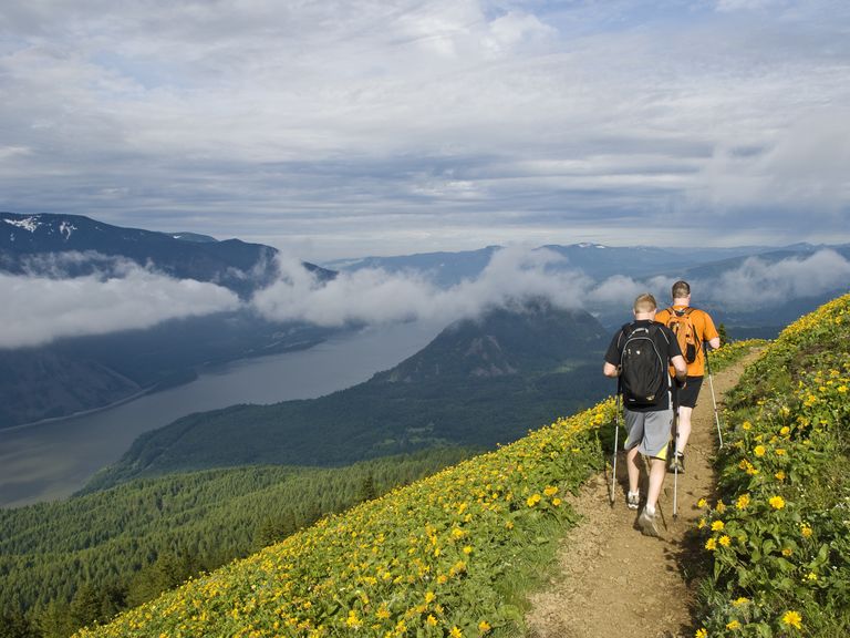 Mountain Wildflower Trek