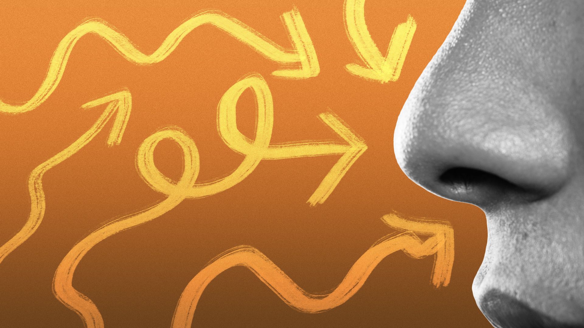 Illustration of squiggly arrows pointing at a nose.