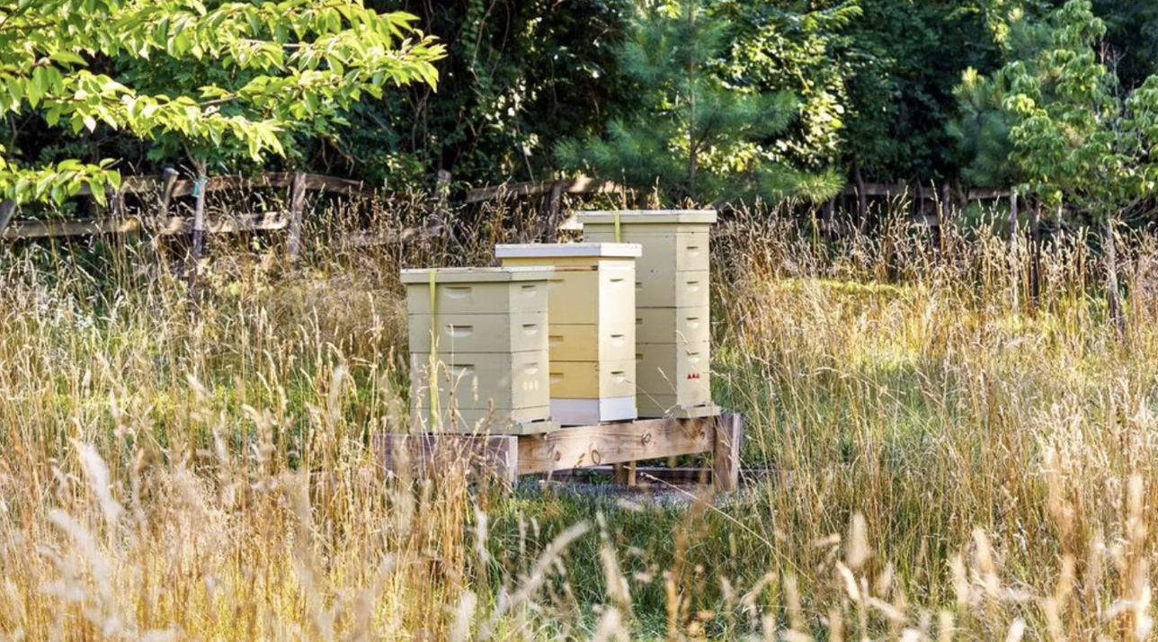 wildlife-friendly yard