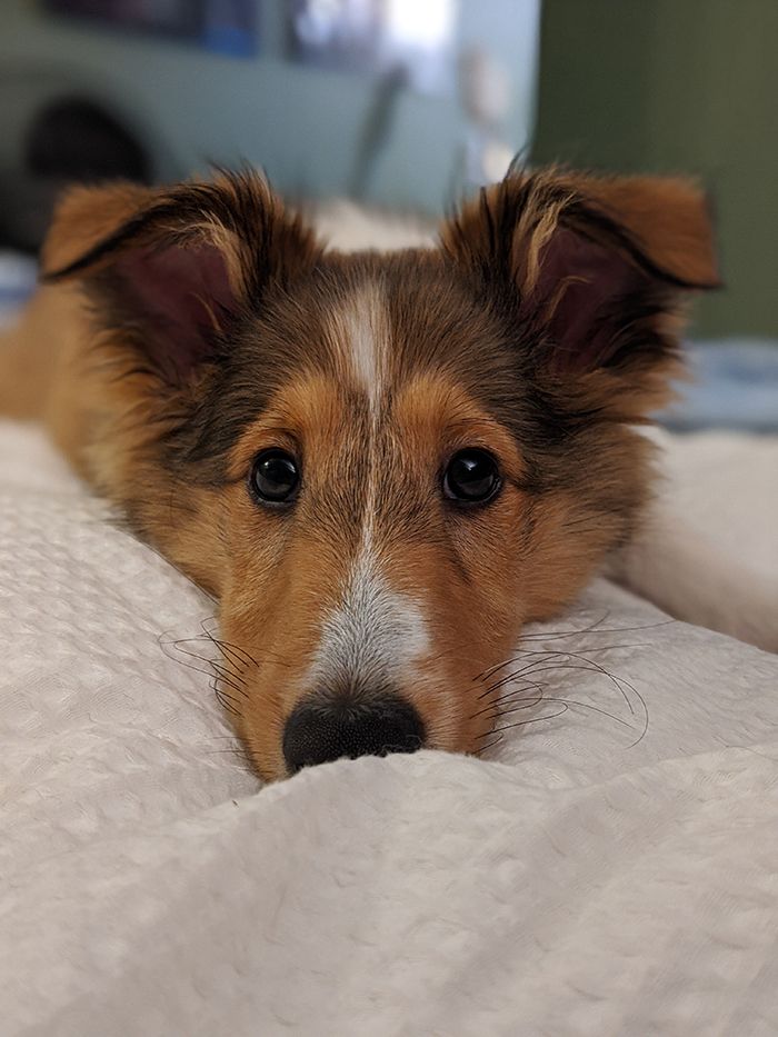 pandemic pet, Charlotte Humane Society, CMPD Animal Care & Control, AC&C pandemic puppy