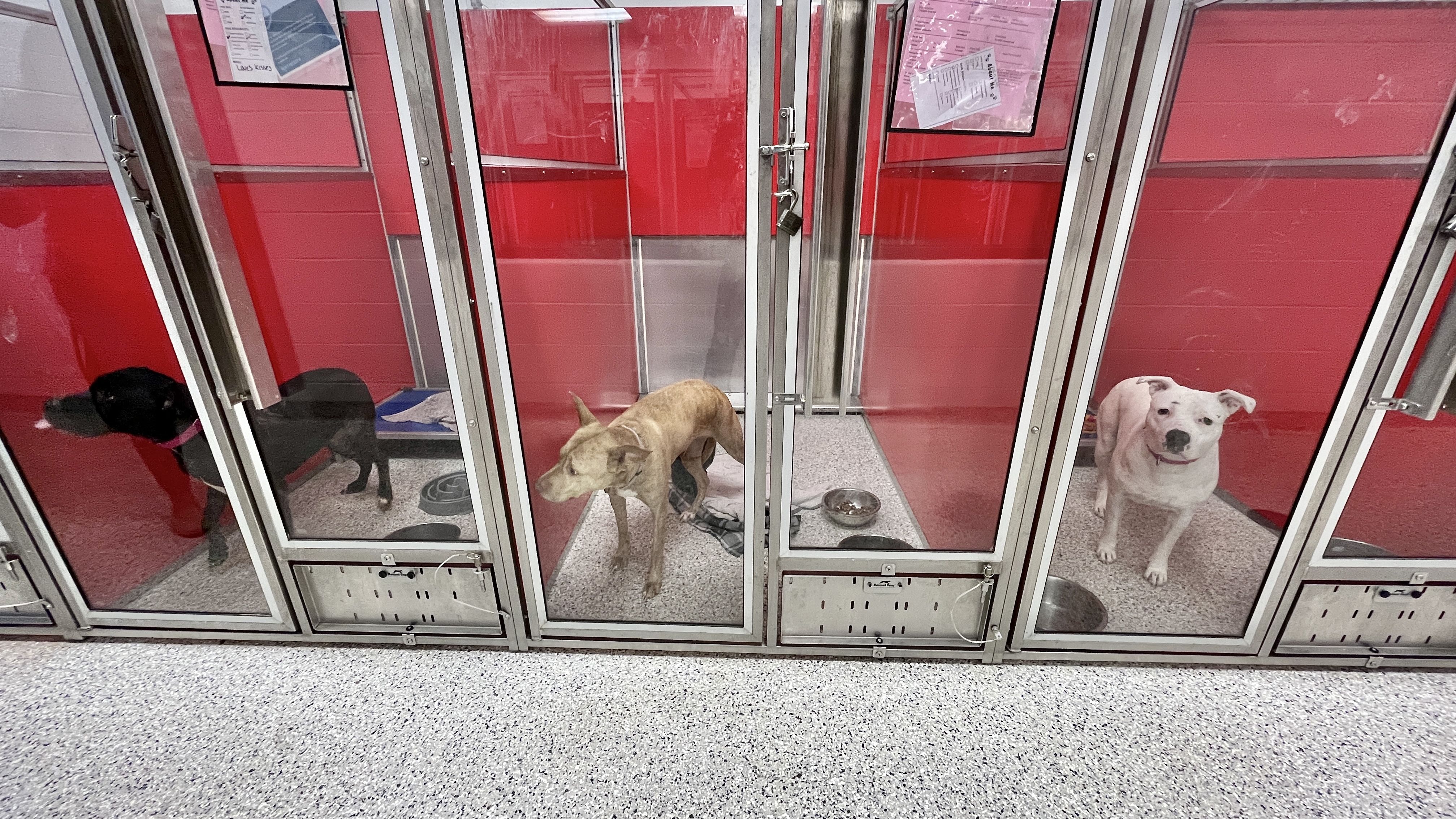 Three dogs in separate glass kennels with red walls: a black dog on the left, a tan dog in the middle, and a white dog with black spots on the right, each with bowls inside.
