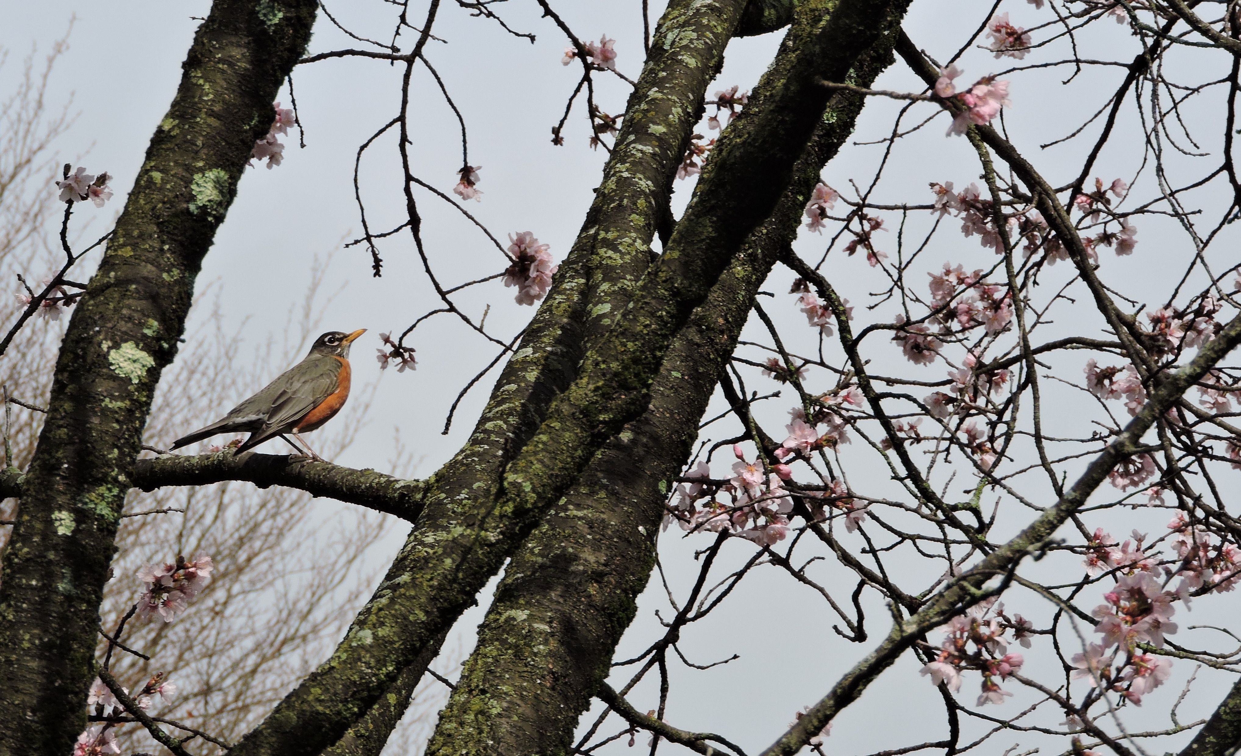 A robin perches on a blooming cherry tree