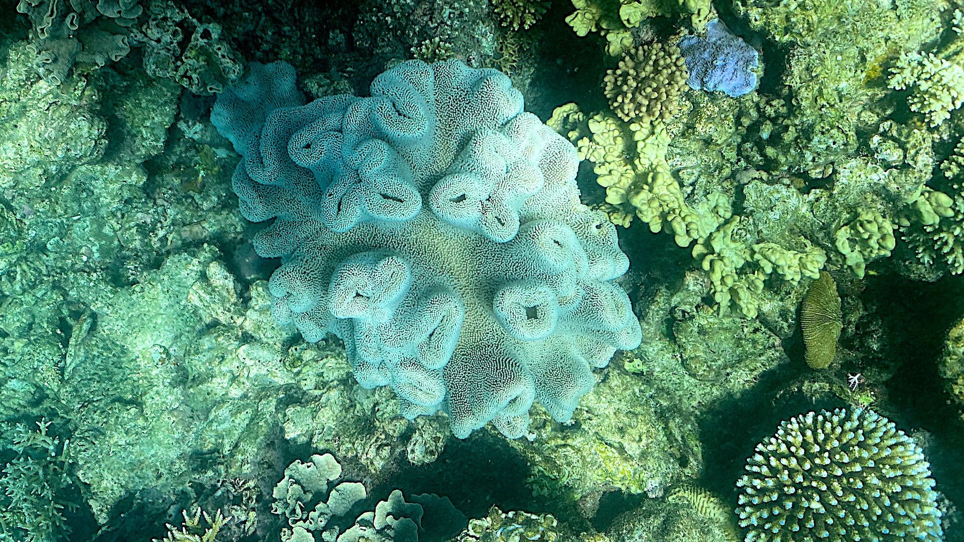 the current condition of coral on the Great Barrier Reef, off the coast of the Australian state of Queensland on March 7, 2022.