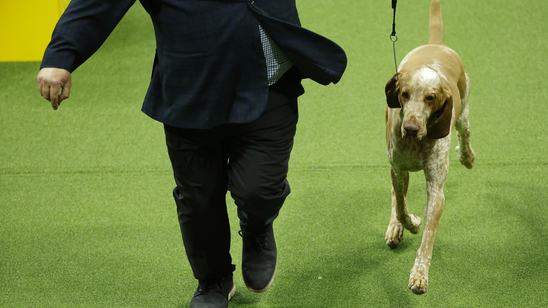 Tim McGraw's dog wins best in breed at Westminster Kennel Club dog show