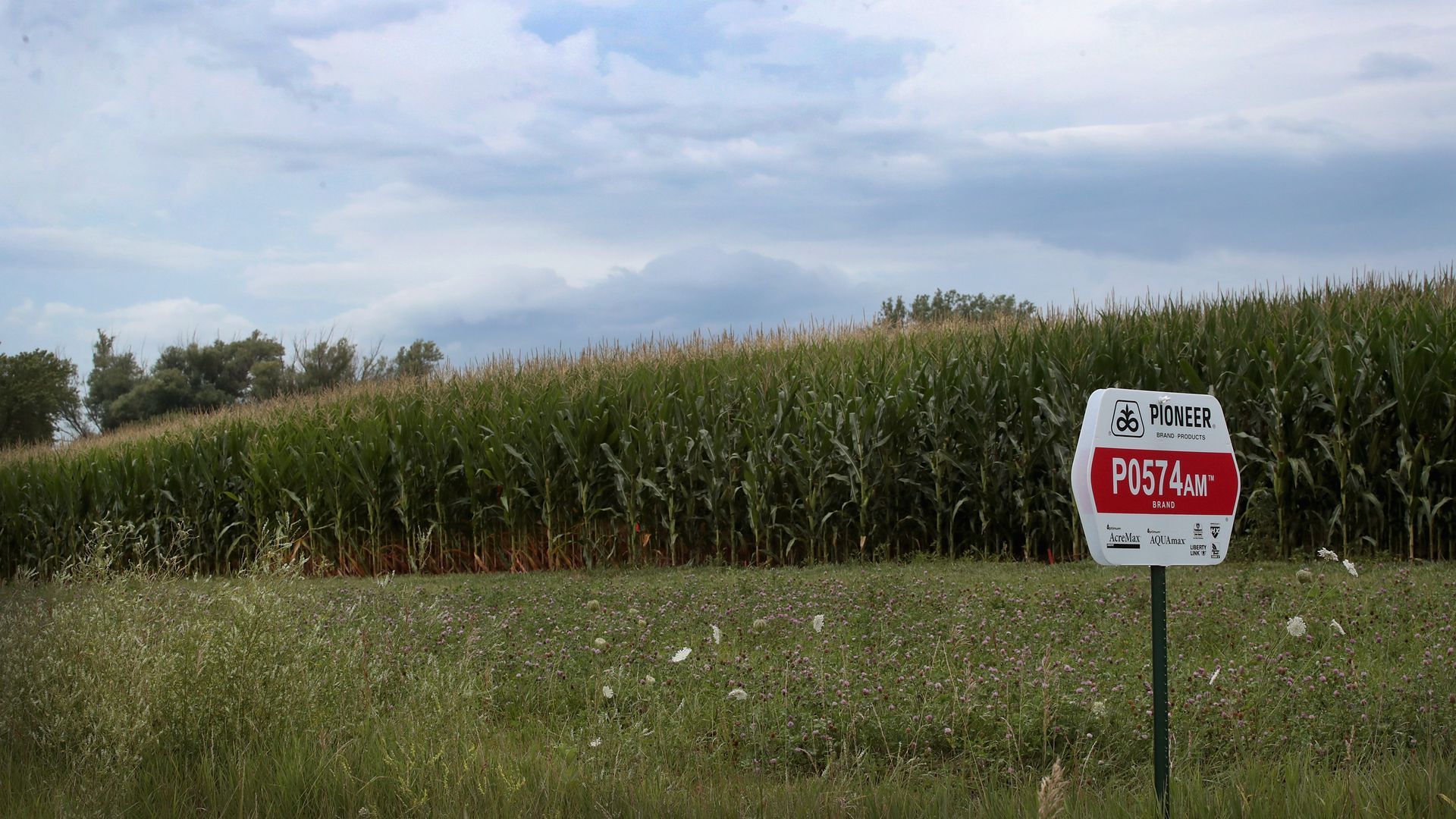 A corn farm in Iowa