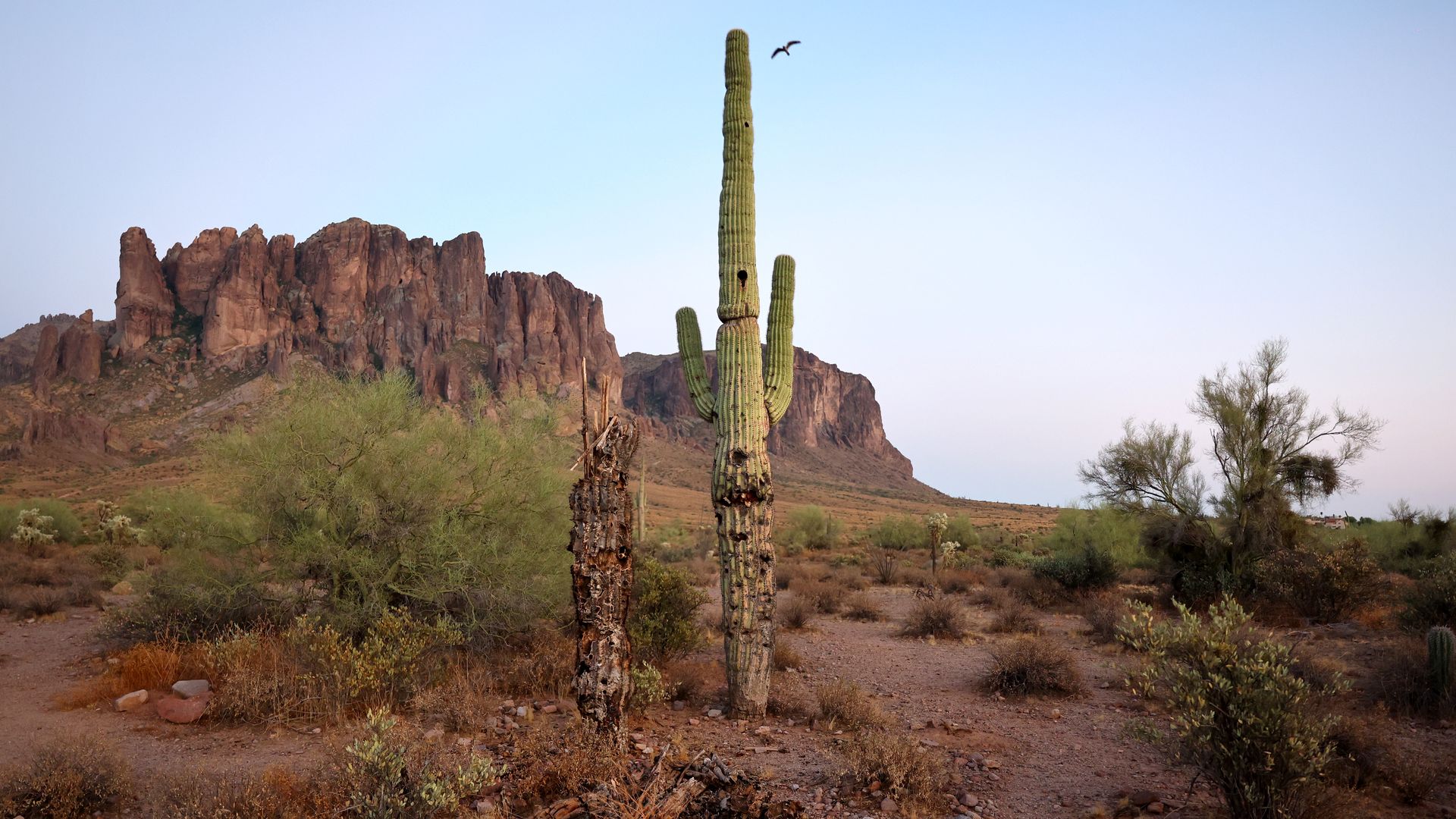 A dead Saguaro next to a dying one. 