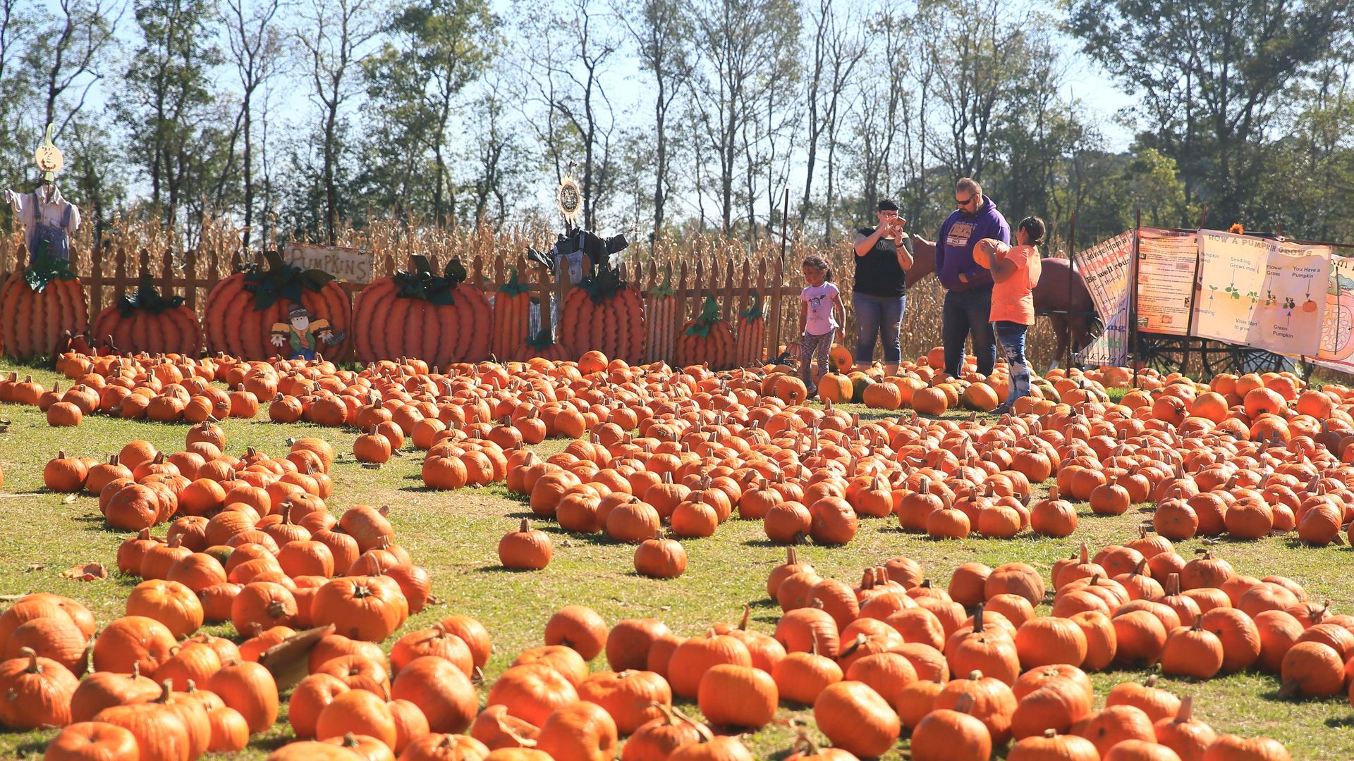 Pumpkin Patch Tim’s Pumpkin Patch 2023 | Marietta New York