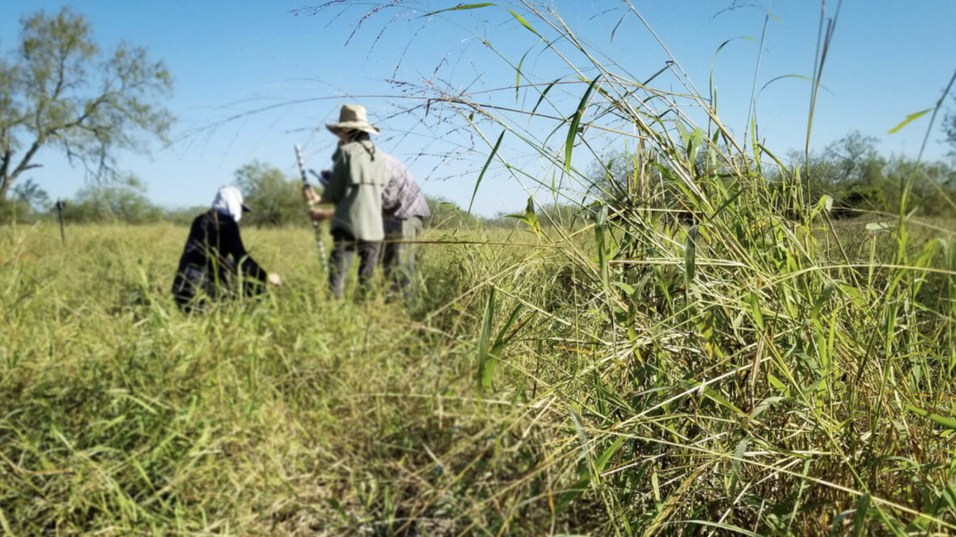 Texas researchers find Guinea grass wages chemical warfare - Vimarsana News