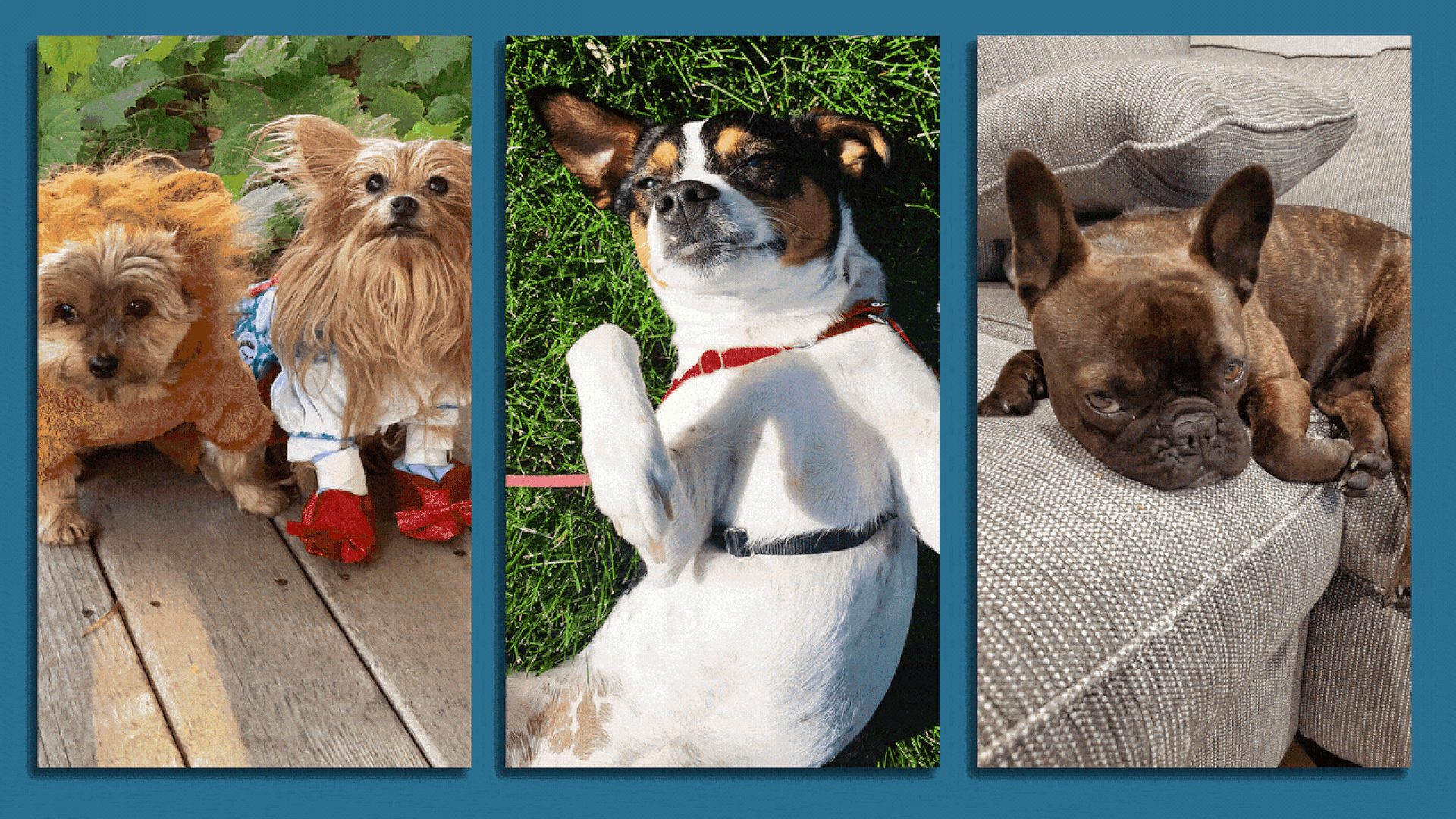 Photos of dogs.