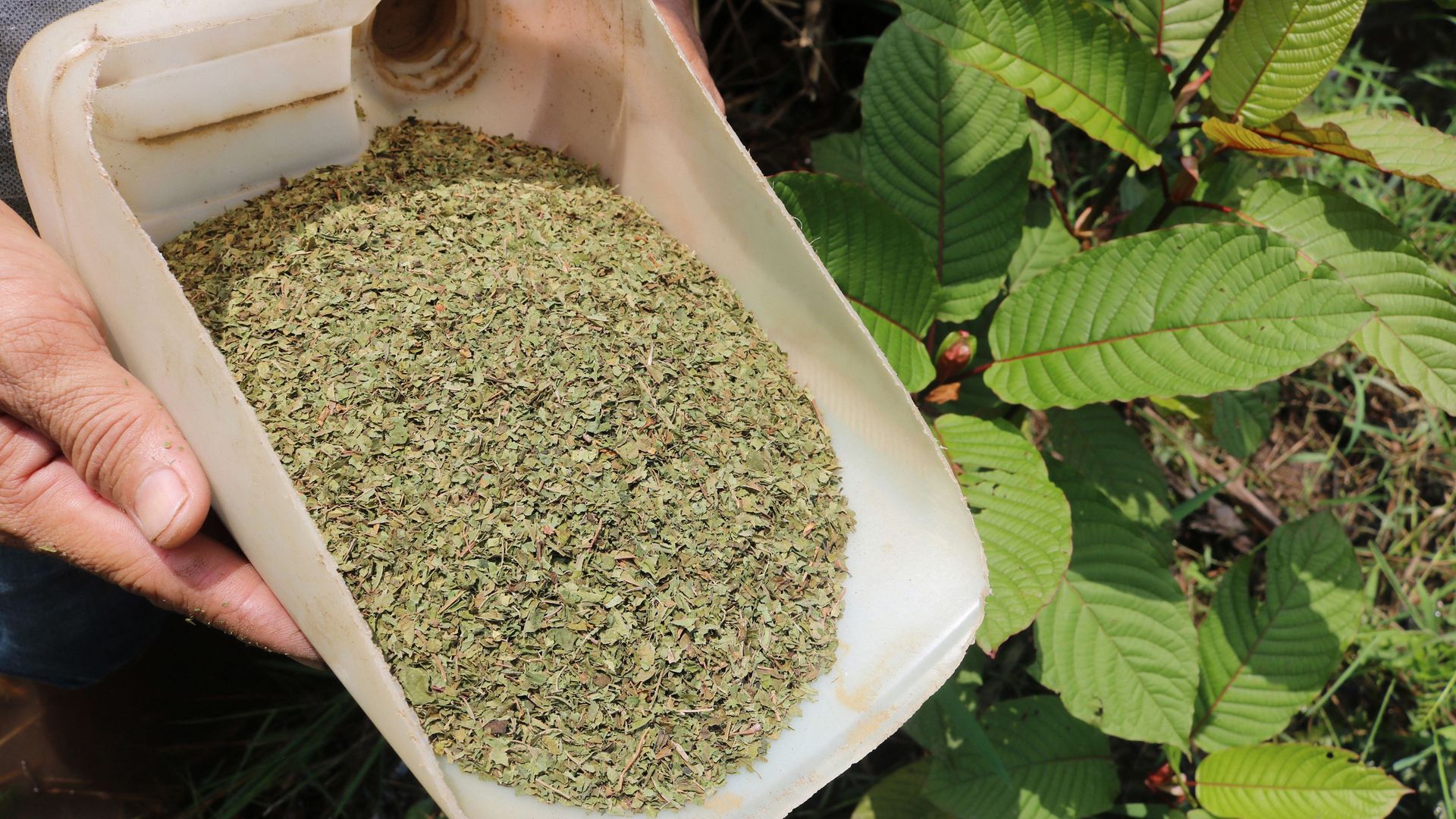Hands holding a white container filled with dried, crushed green leaves next to a green leafy plant outdoors in sunlight.