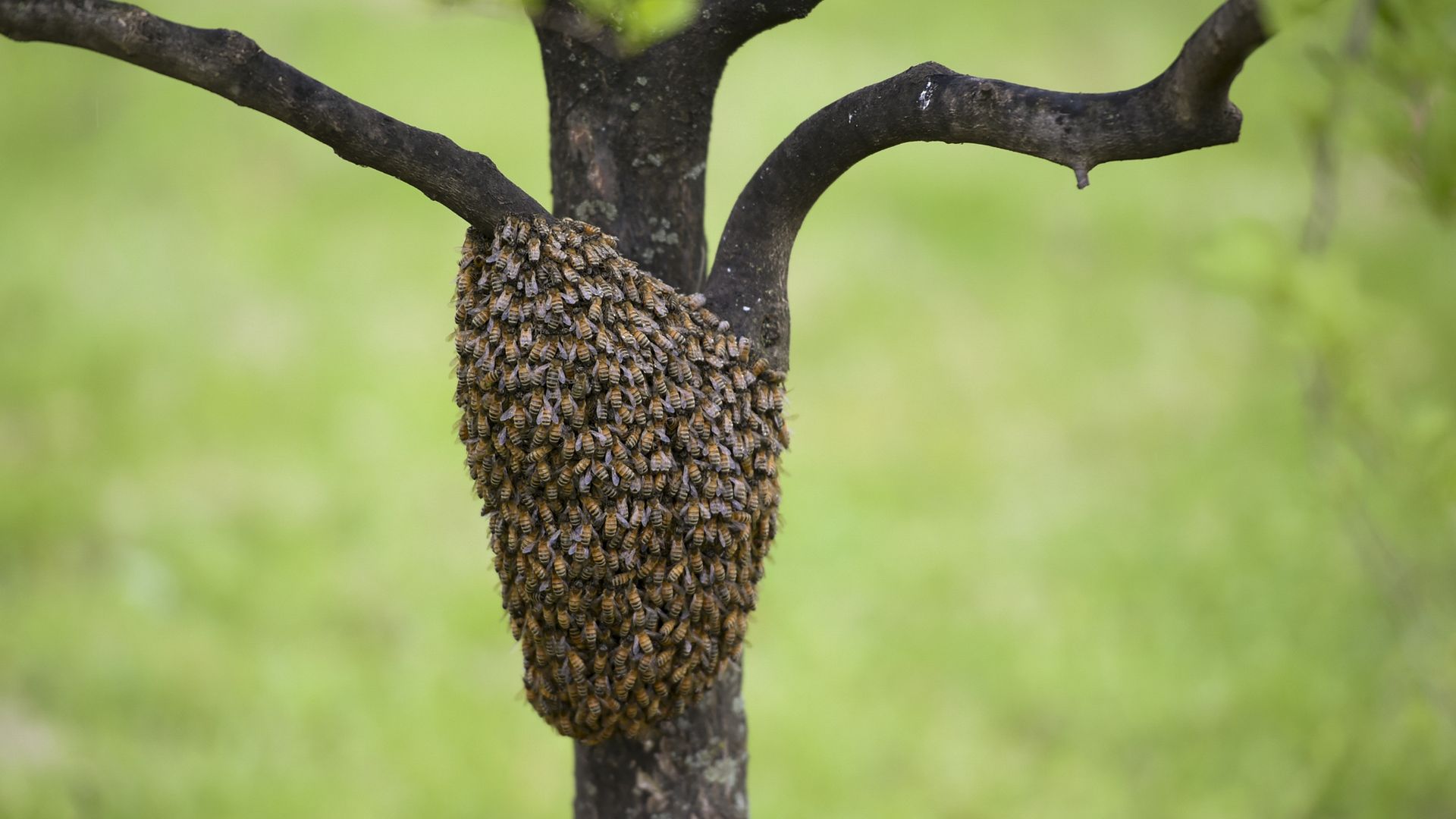 In this image, a cluster of bees are on a tree