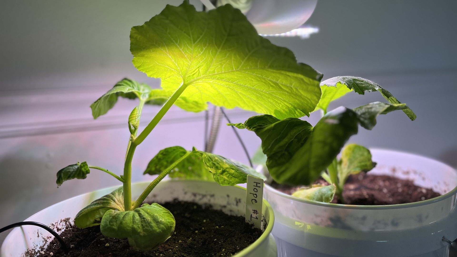 Indoor garden scene: a green leafy plant in a white pot with soil, tagged "Hope", illuminated by a bright grow light; pale background with a second pot to the right.