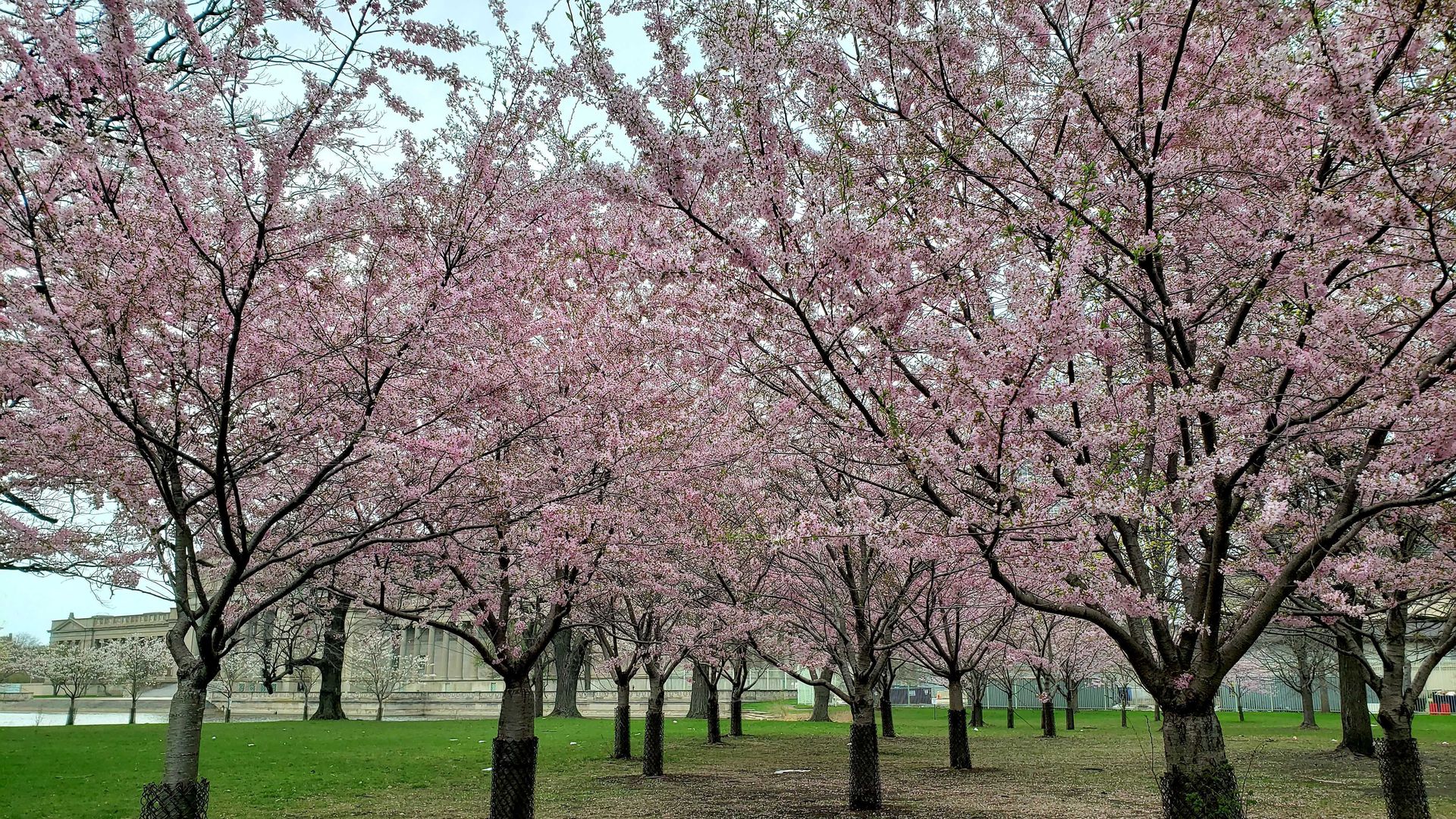 Photo of cherry blossom trees in a park.