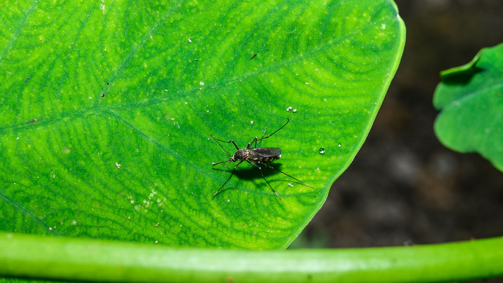A mosquito on a bright green leaf