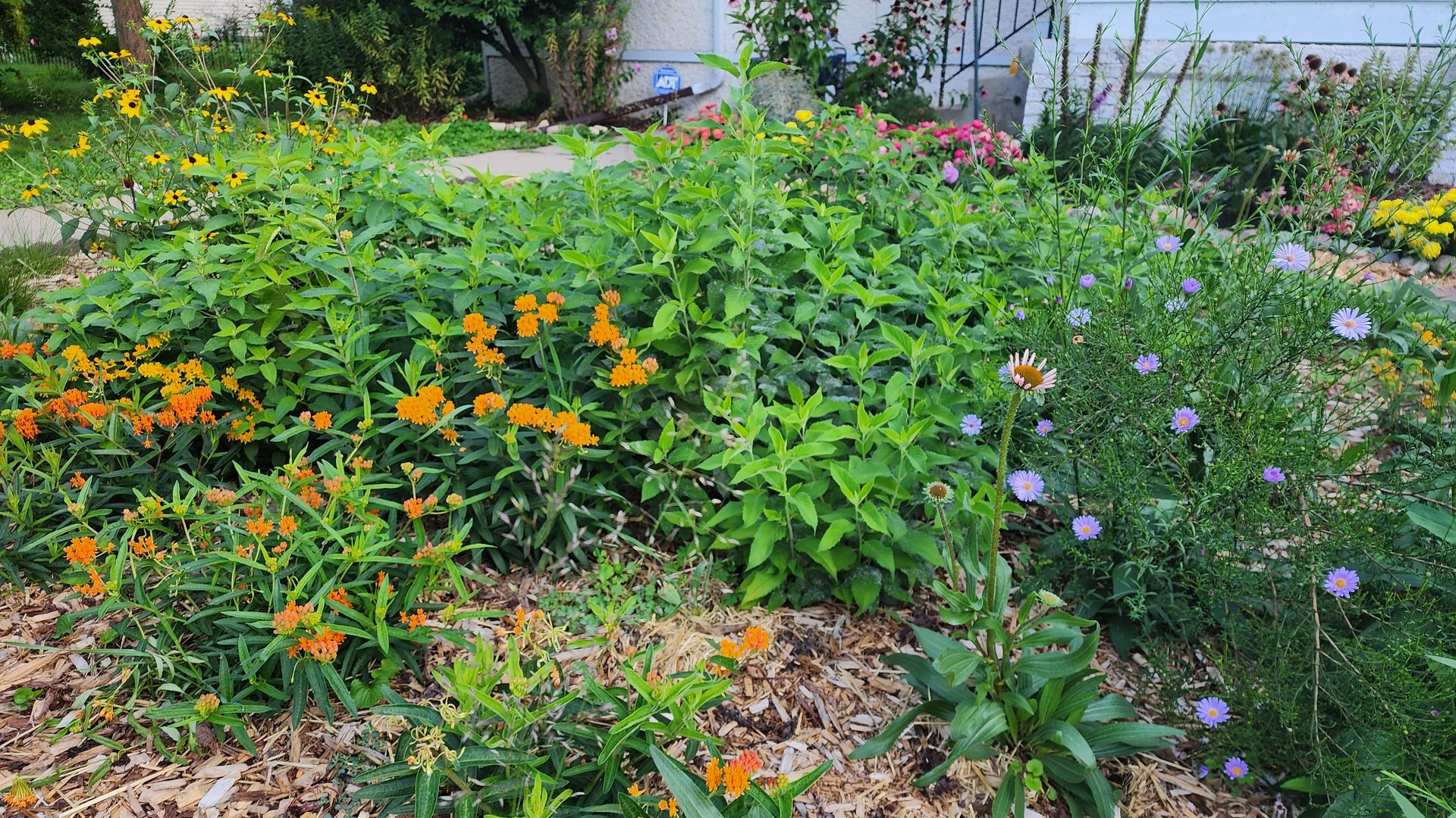 A bee friendly lawn with native wildfloewrs and plants