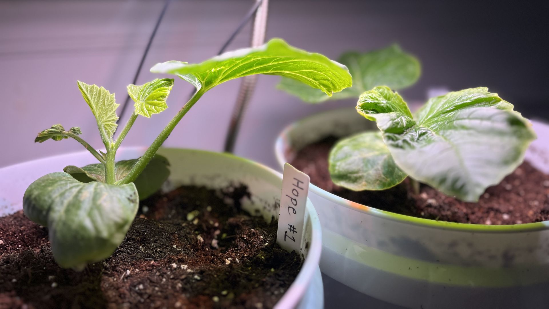 Several small leafy plants in white pots sit on soil, with plant labels visible. Overhead, clear LED grow lights emit red and blue hues, creating a purple-tinted background.