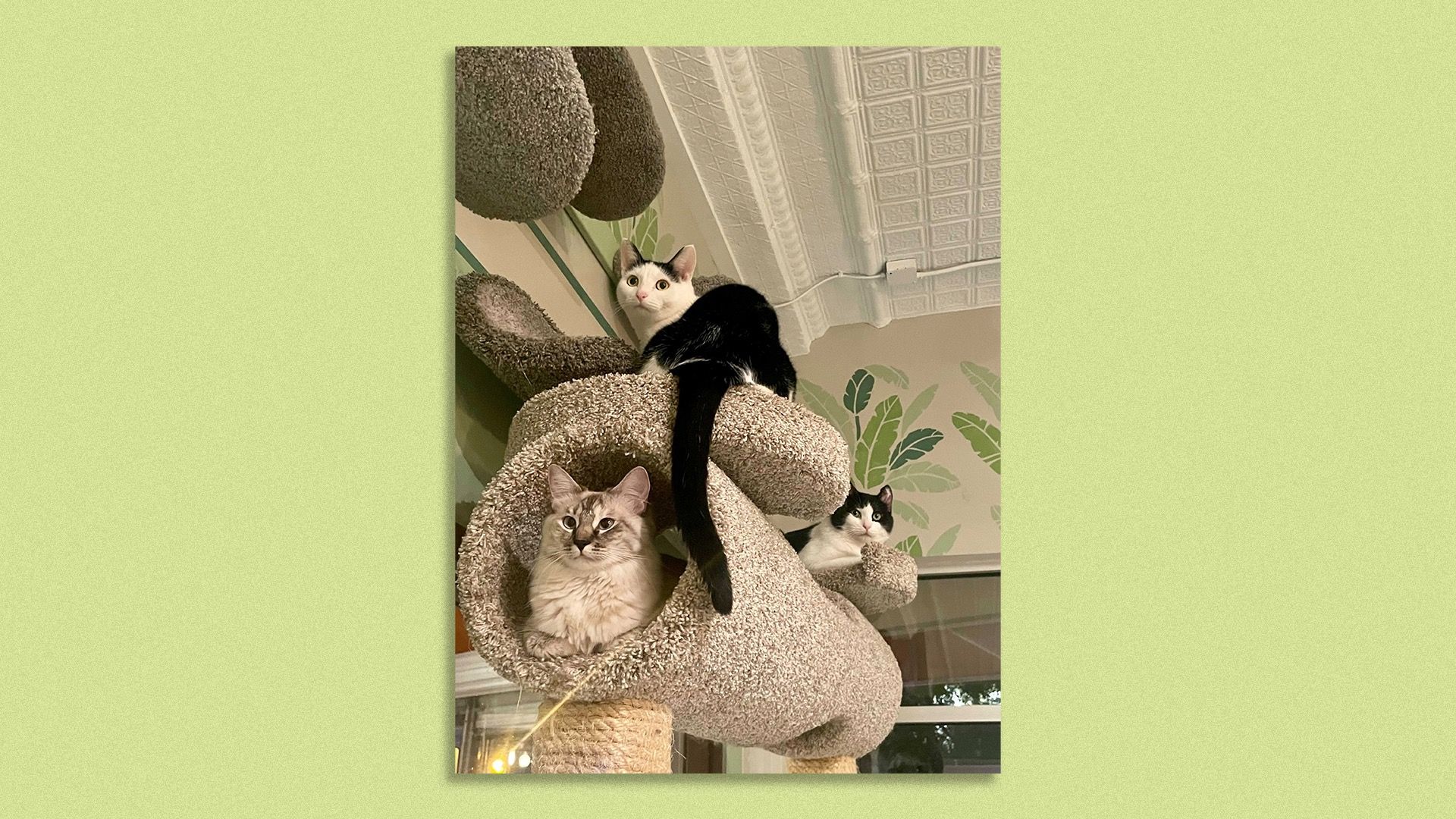 Three cats in a cat tree so cute
