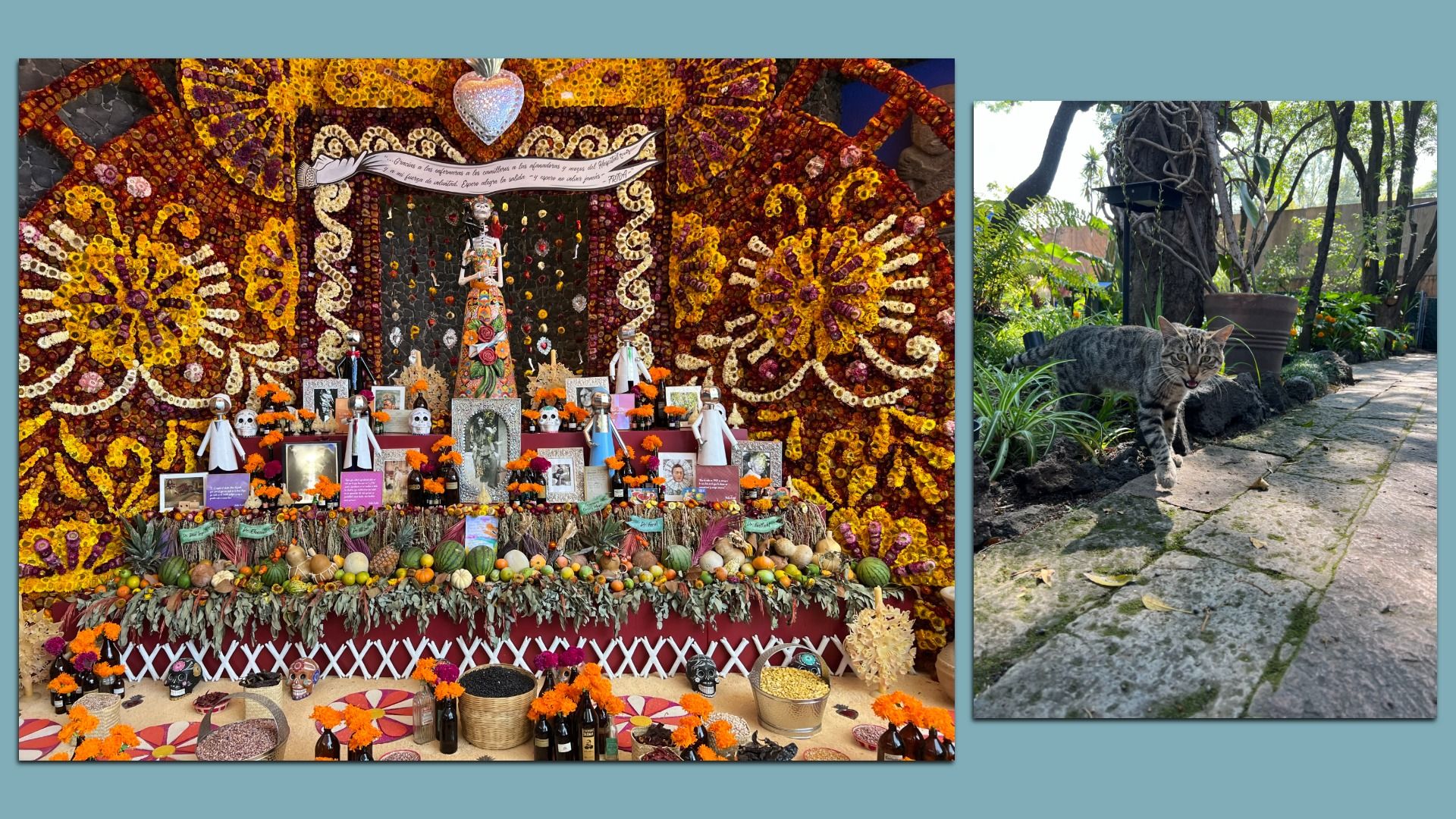 Colorful Day of the Dead altar with marigold flowers, skulls, framed photos, fruits, and traditional decorations; beside it, a gray tabby cat walking on a garden path surrounded by plants and trees.