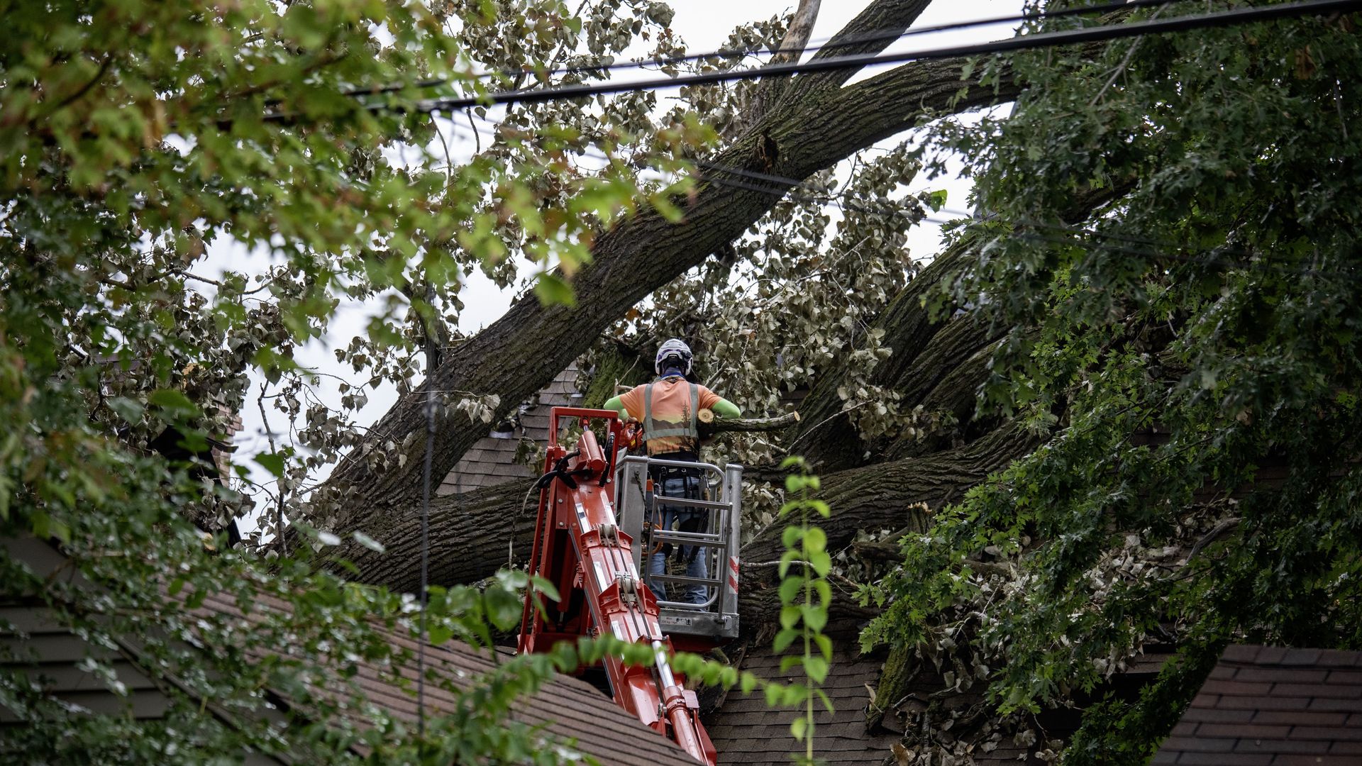 A downed tree in Detroit's Morningside neighborhood in 2024.