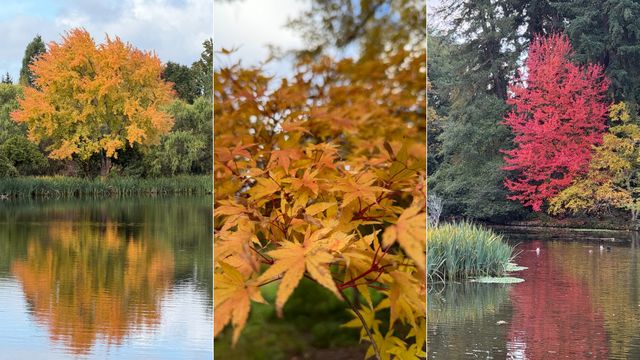特売❗️リリパット269☆ ENGLISH GARDEN AUTUMN HUES Portland's Rhododendron Garden: One of the best places to see fall
