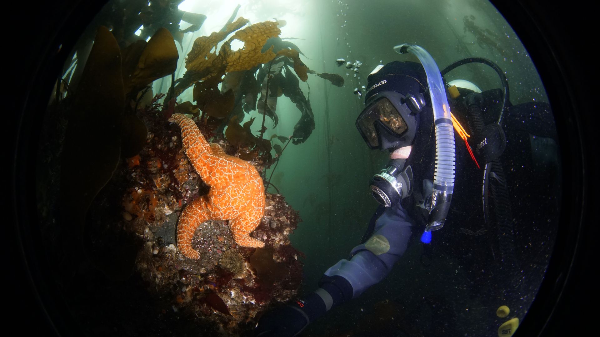 Underwater scene with a diver in dark wetsuit and snorkel observing a large orange starfish on a coral-covered rock surrounded by kelp in greenish water.