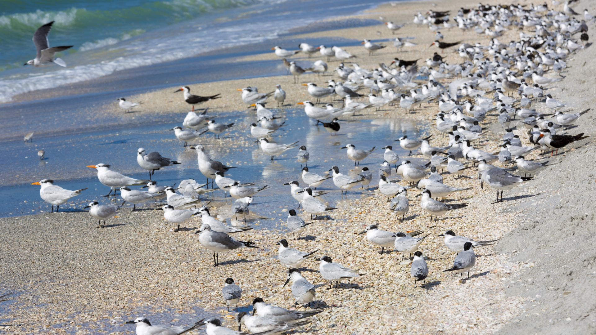 Beach scene crowded with hundreds of white birds along the shore and in shallow water; one bird is flying as turquoise sea and foamy waves roll in.