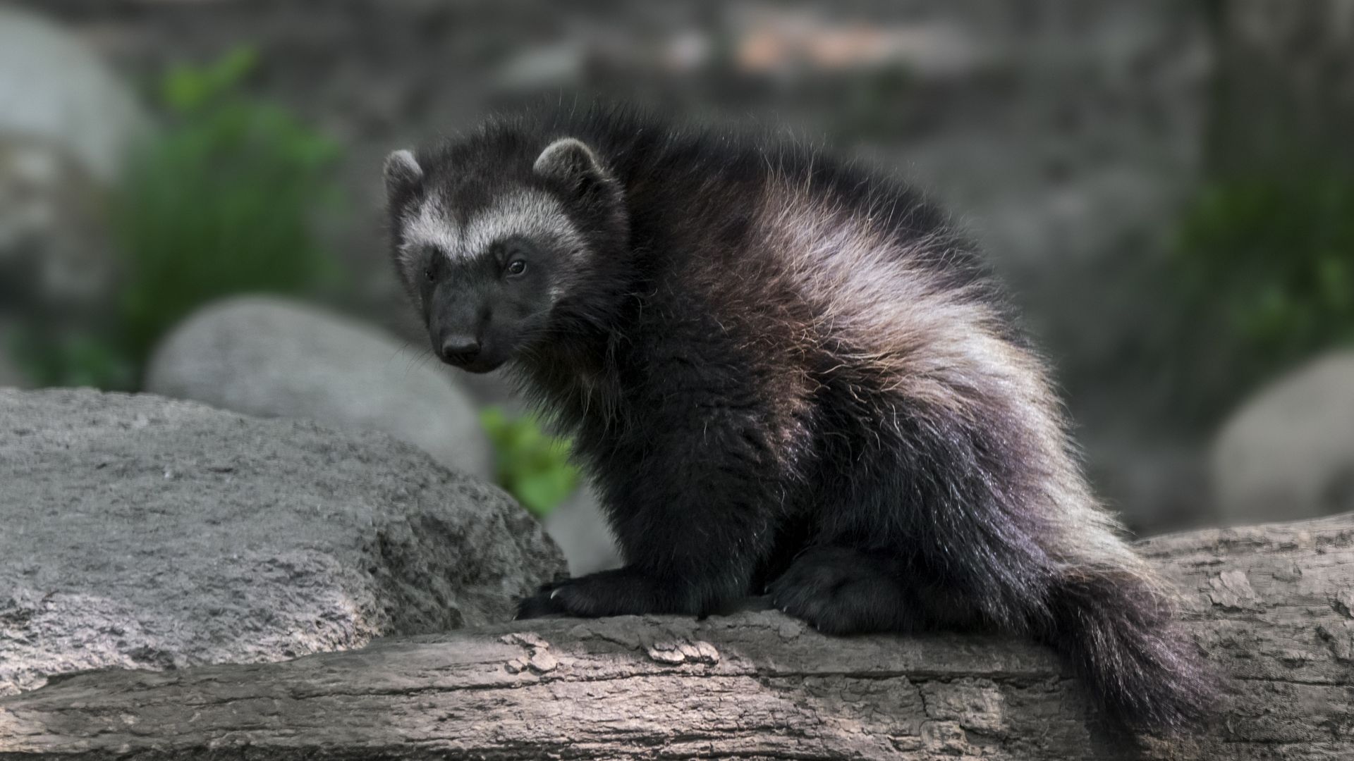 Wwolverines Wolverines could be reintroduced in Colorado under new bill - Axios Denver