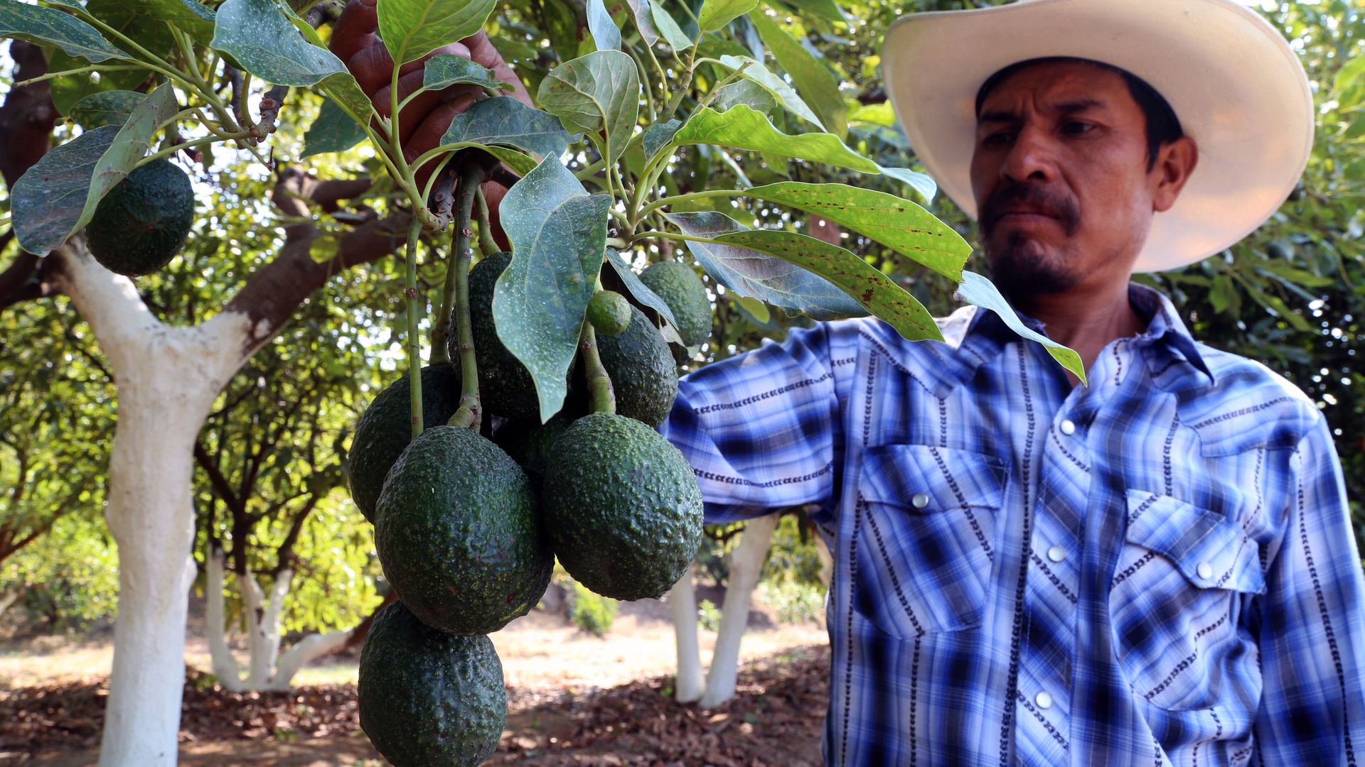 Photo of a farmer picking avocados