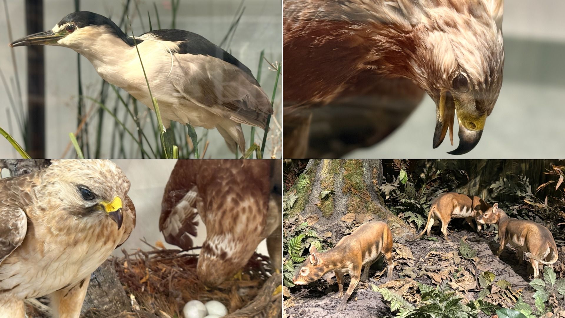 Four images: top left, cream and black bird among plants; top right, close-up brown bird with hooked beak; bottom left, brown birds with yellow beak near eggs in nest; bottom right, three small, brown hoofed mammals in leafy forest.
